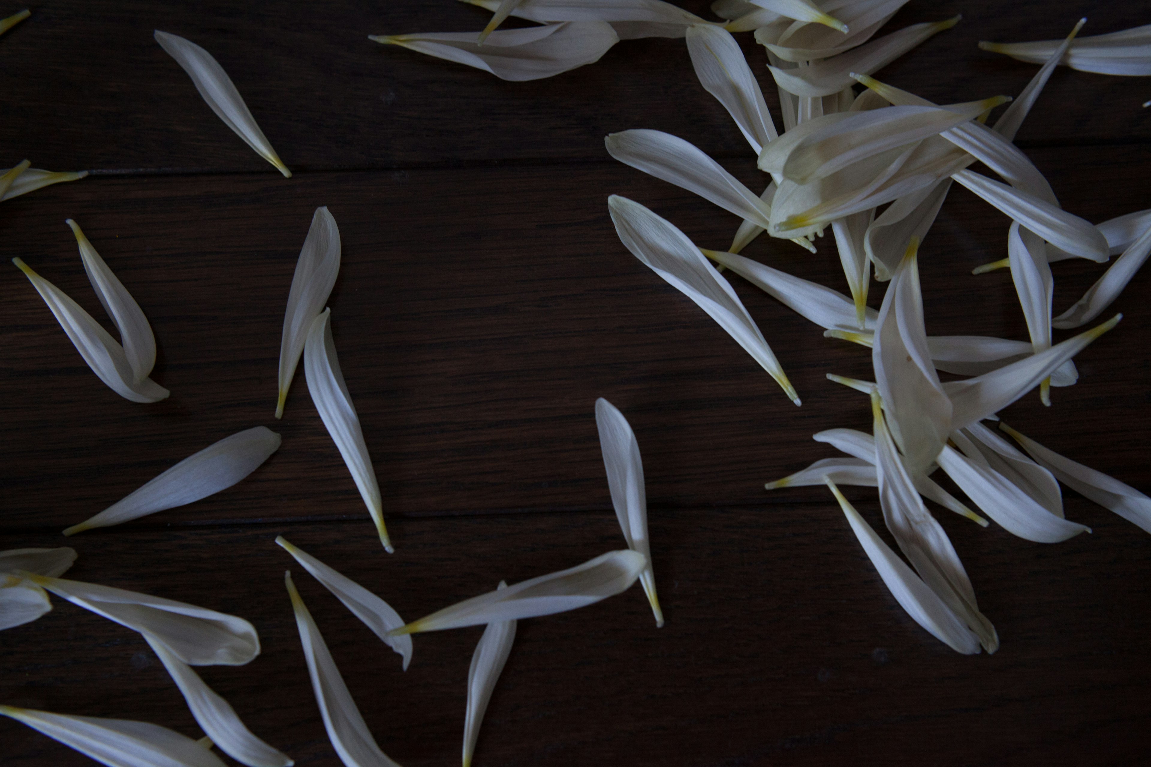 Pétales de fleurs blanches éparpillés sur une table en bois