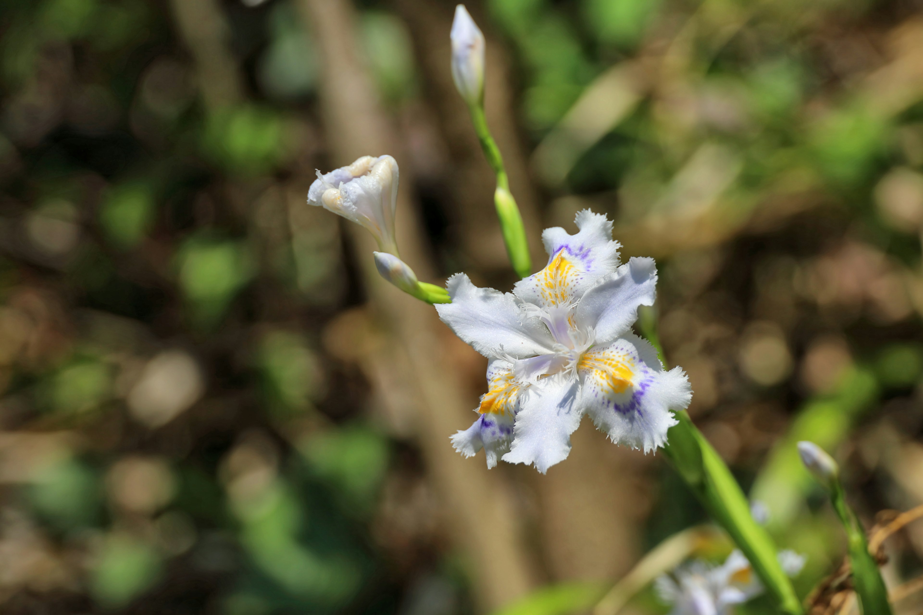 Close-up of a plant with white and purple flowers