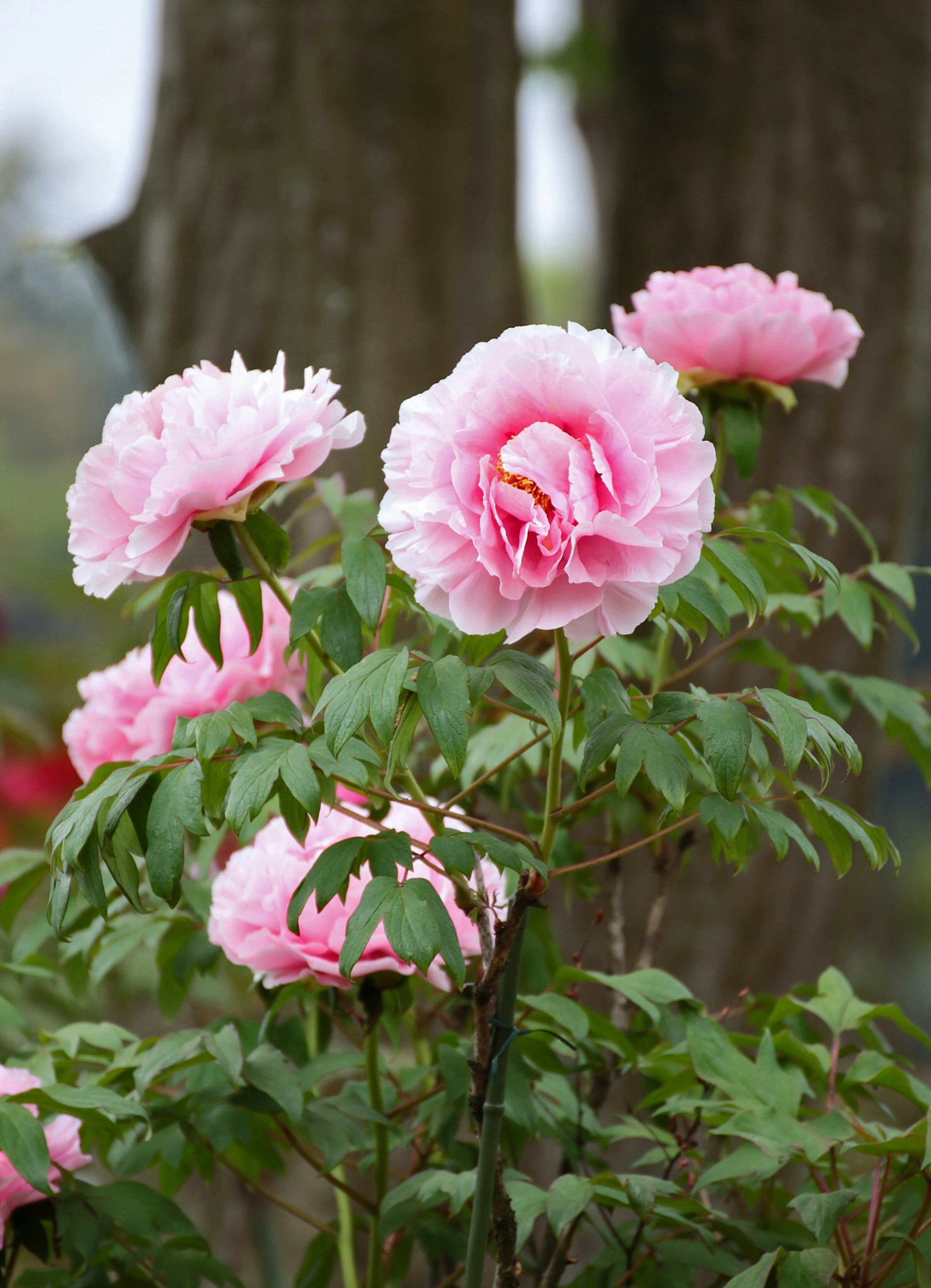 Close-up bunga peony merah muda yang mekar di tanaman hijau