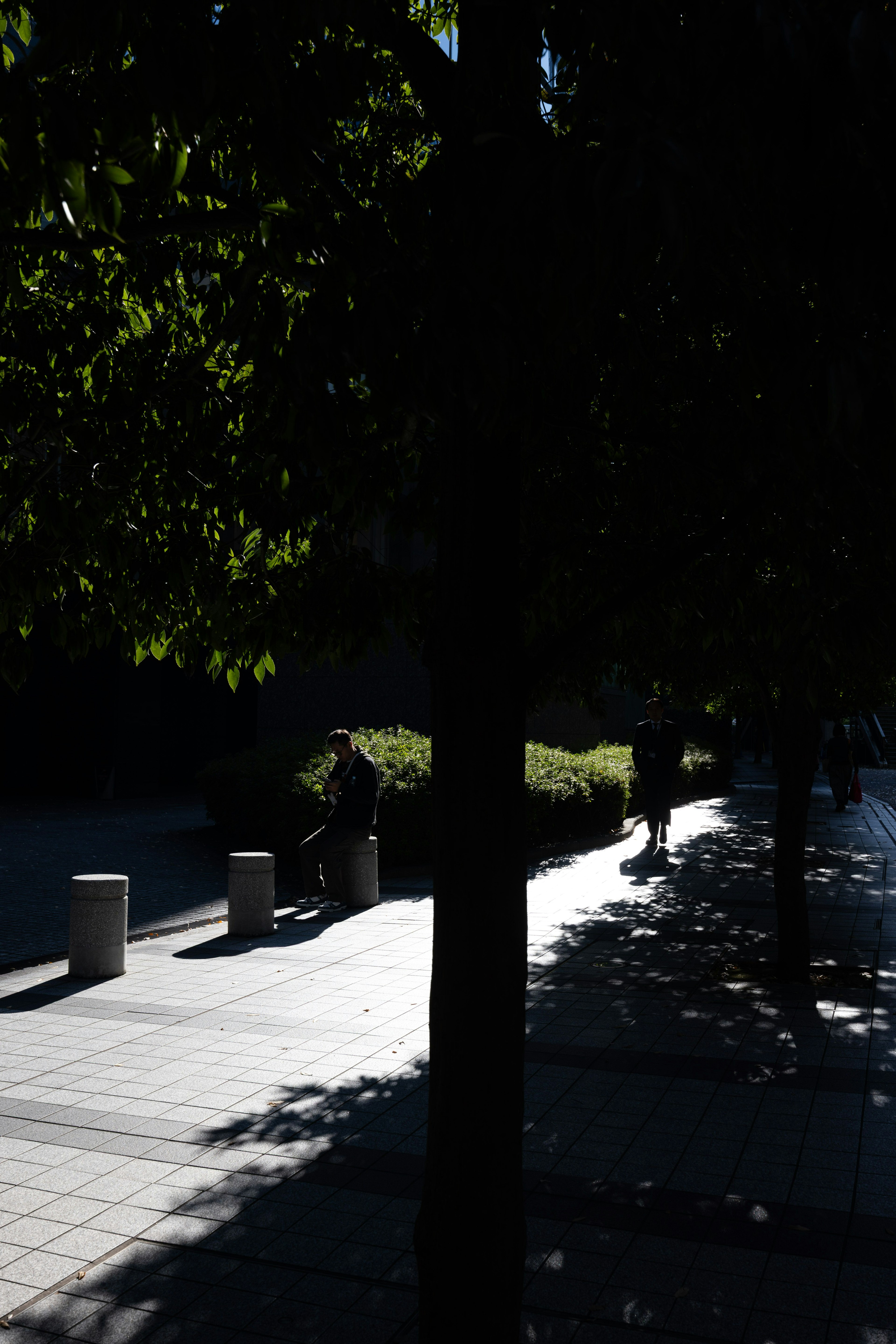 Silhouette d'une personne assise sur un chemin de parc avec des ombres d'arbres