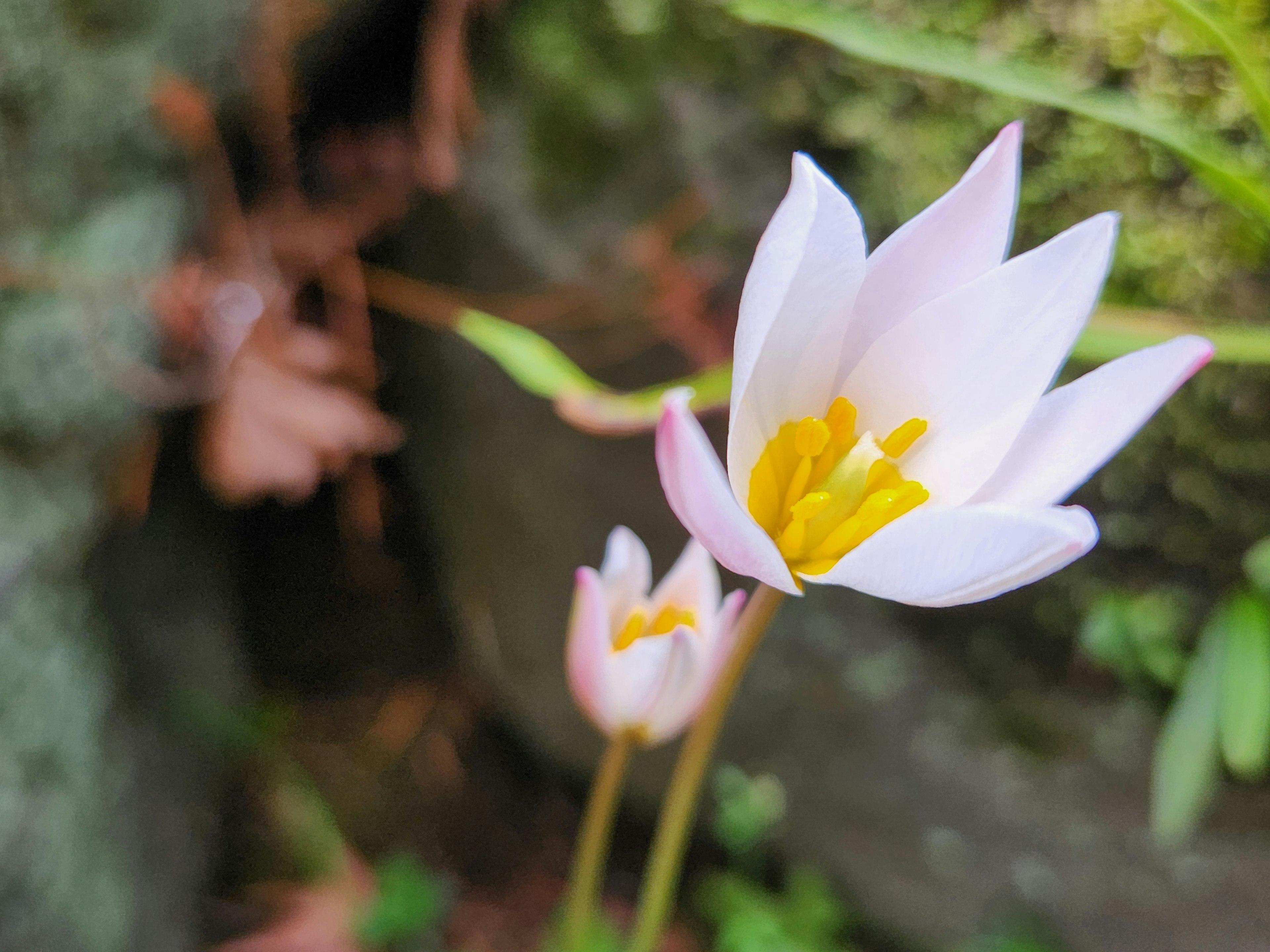 Une fleur délicate rose avec des étamines jaunes fleurissant près d'une roche