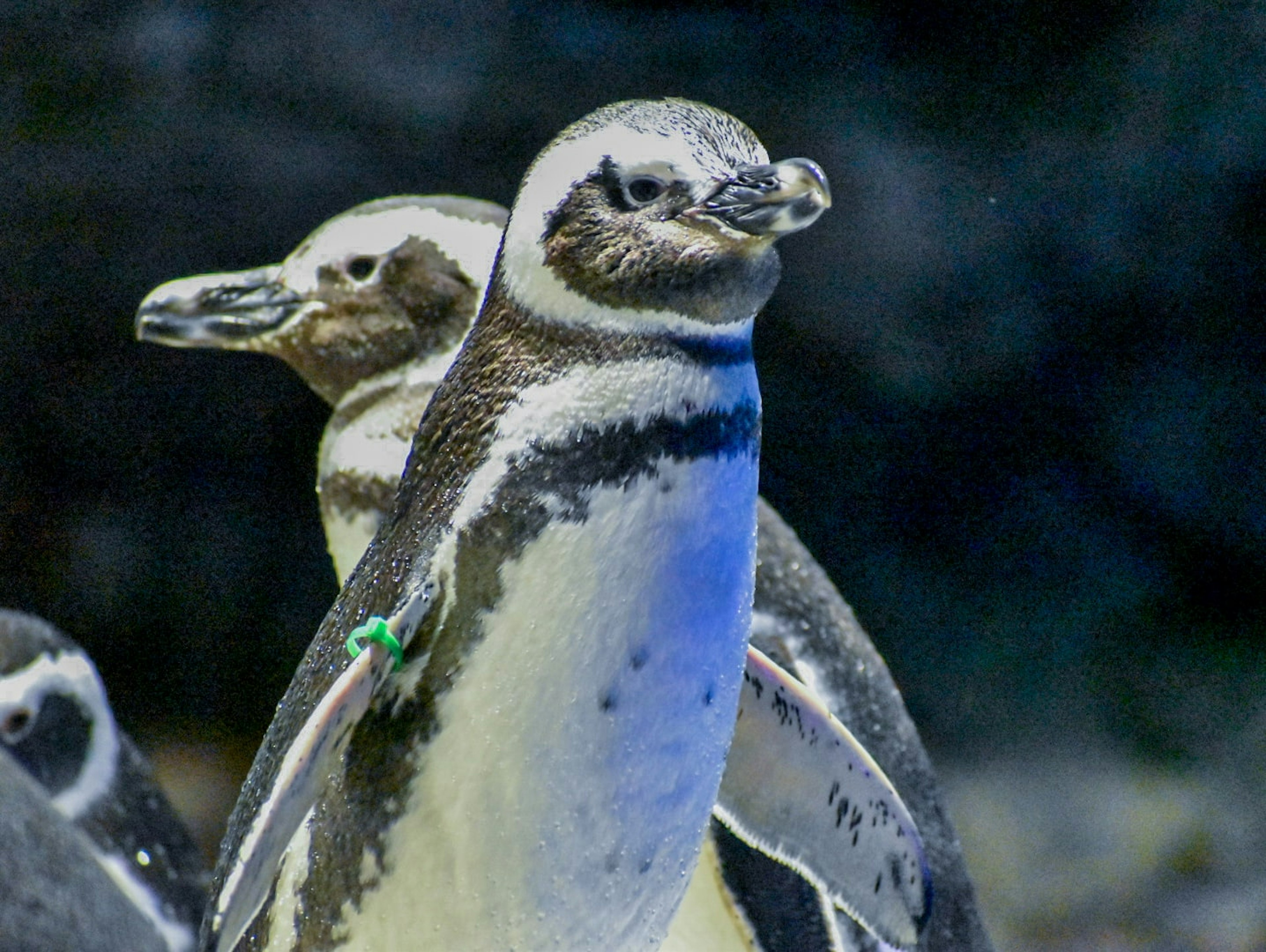 A group of penguins swimming with one in focus and others in the background