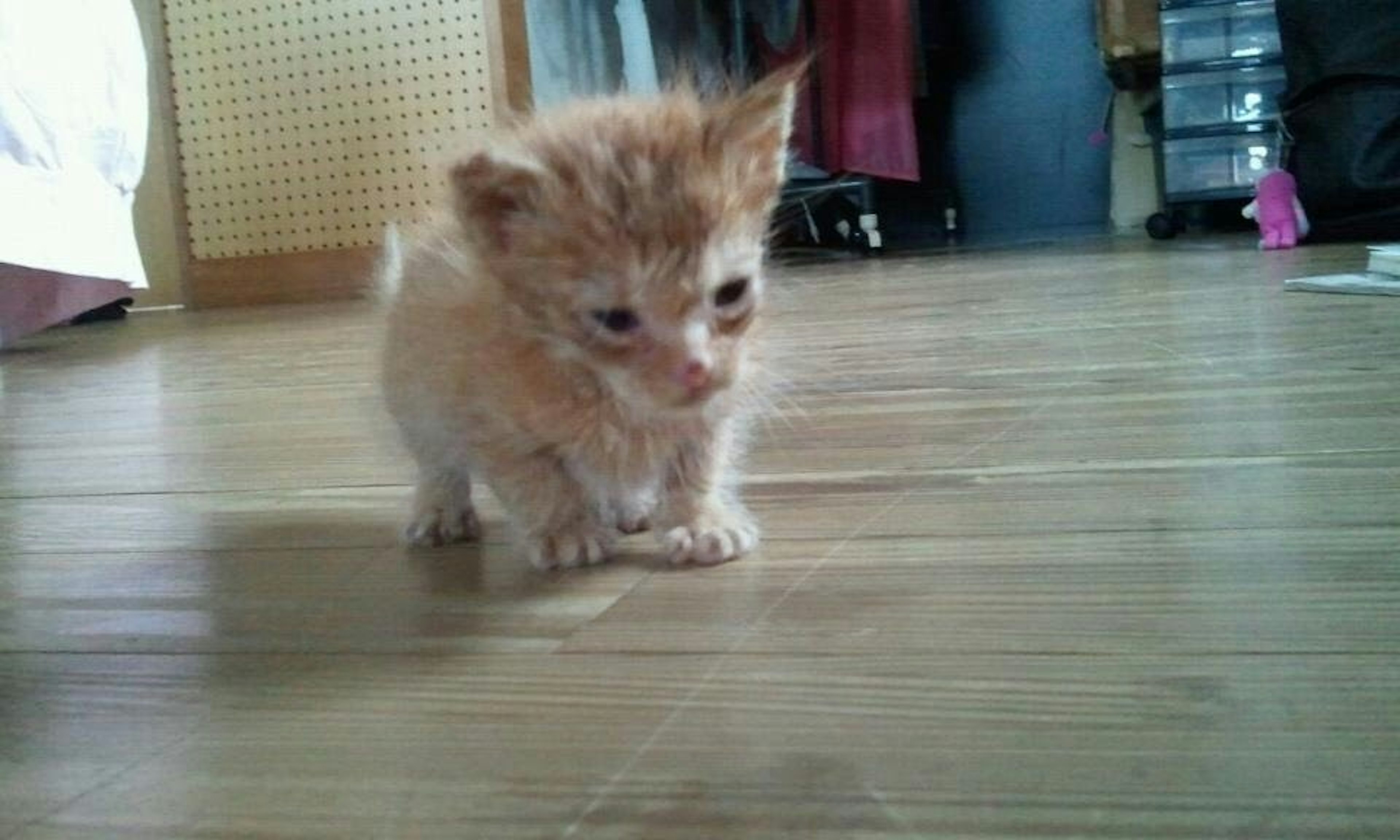 Piccolo gattino arancione su un pavimento in legno