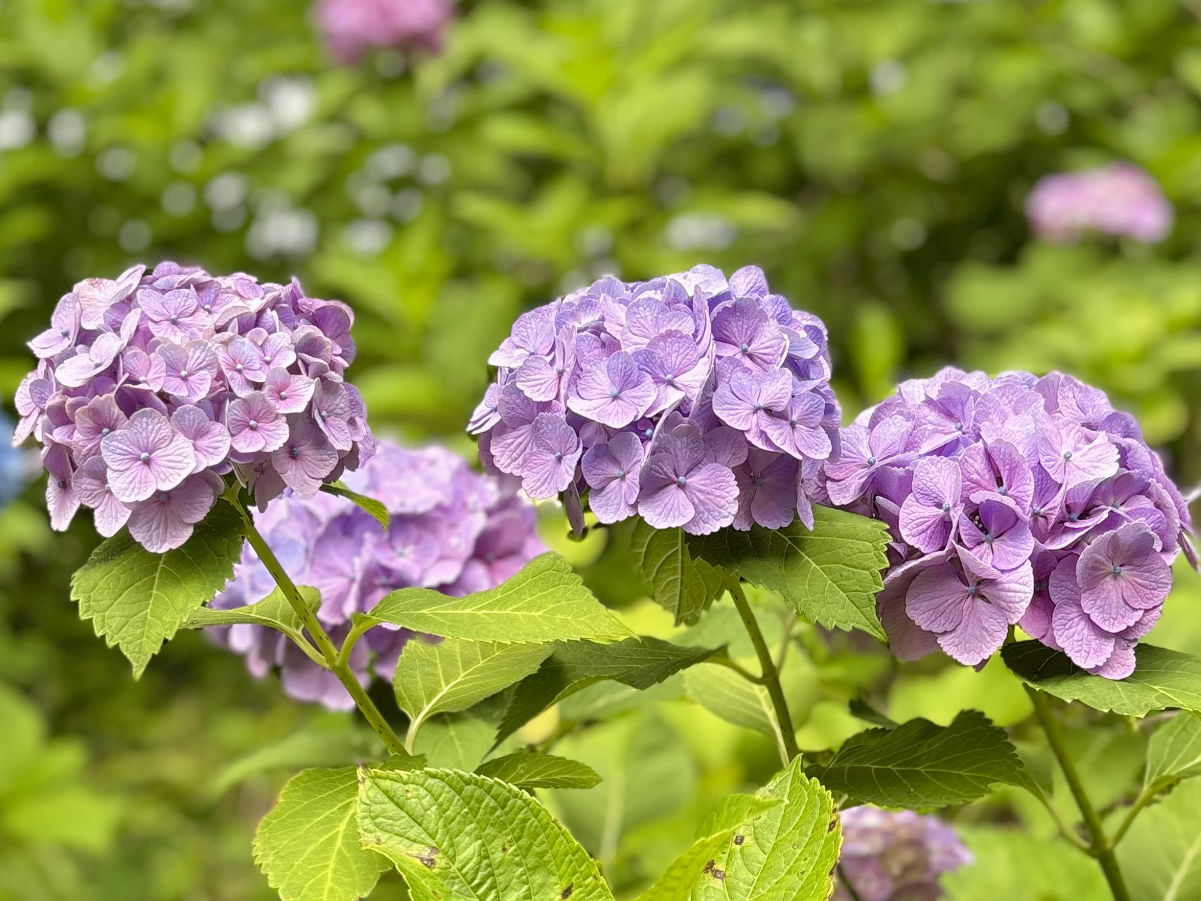 紫色のアジサイの花が咲いている緑の背景