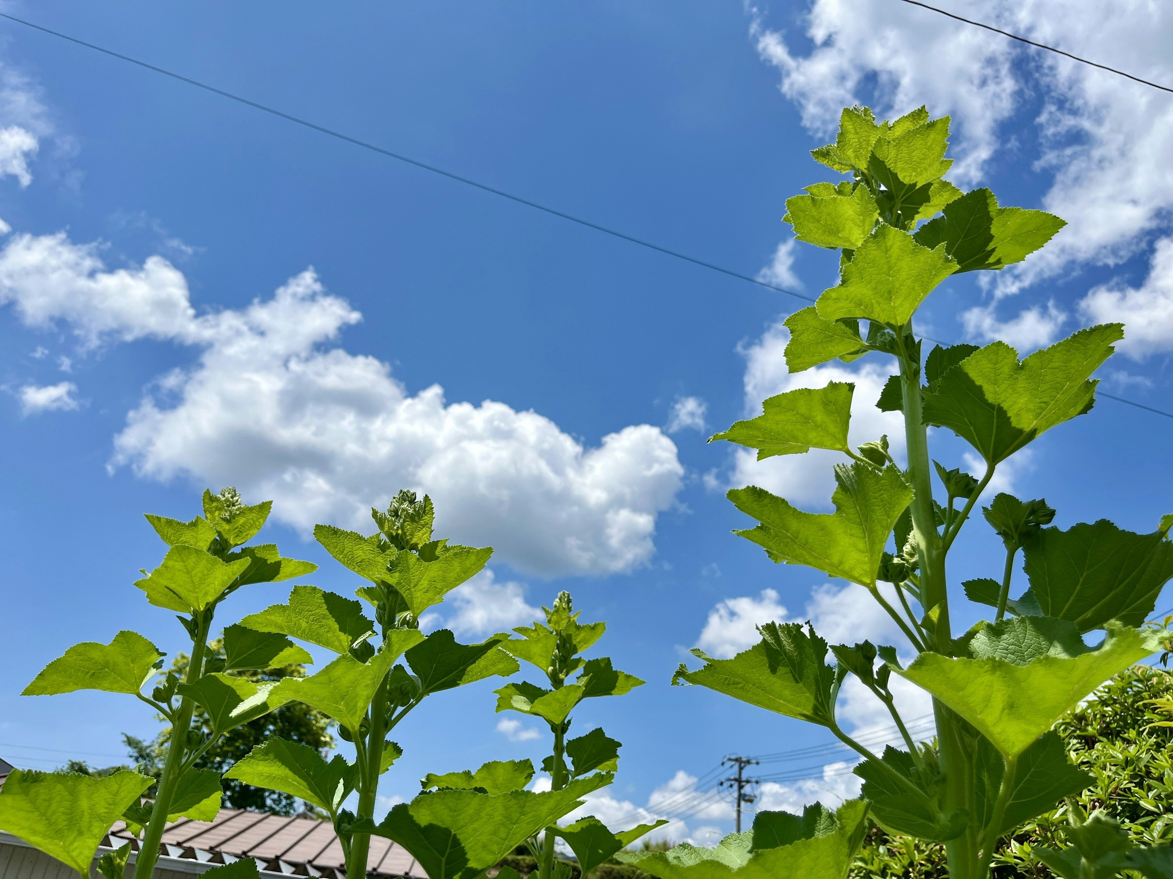 Grüne Pflanzen, die unter einem blauen Himmel mit weißen Wolken aufragen