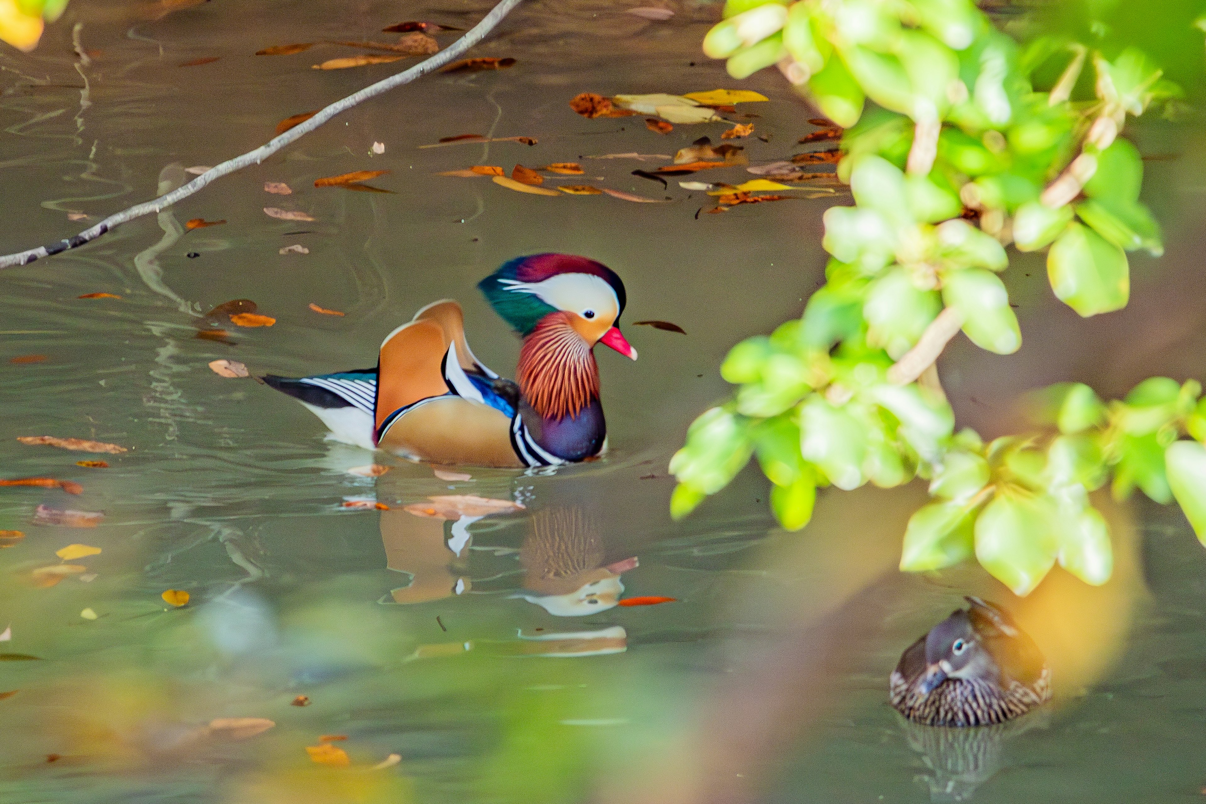 A colorful Mandarin duck swimming in calm water