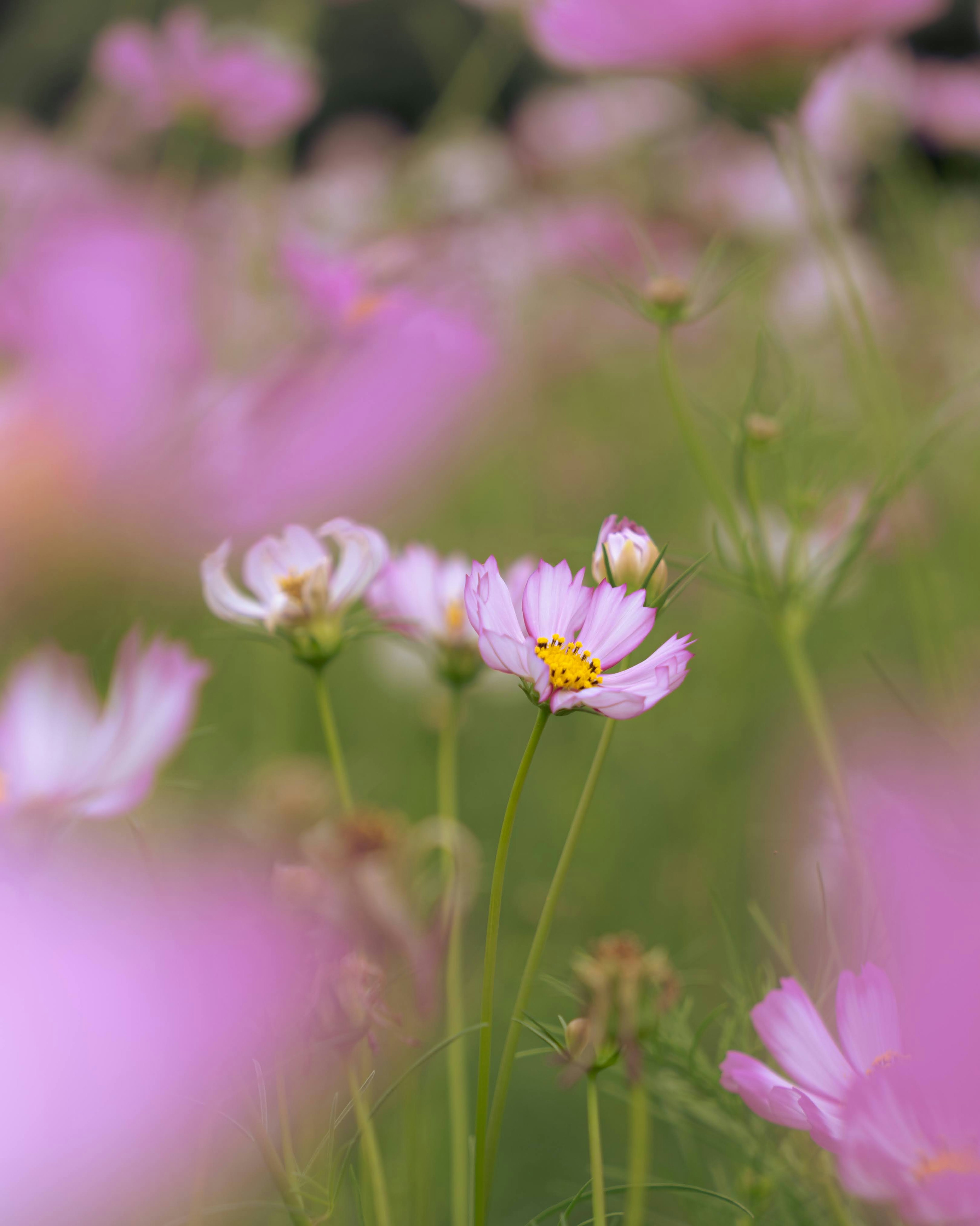 Cosmos flowers blooming in a field with soft pink hues