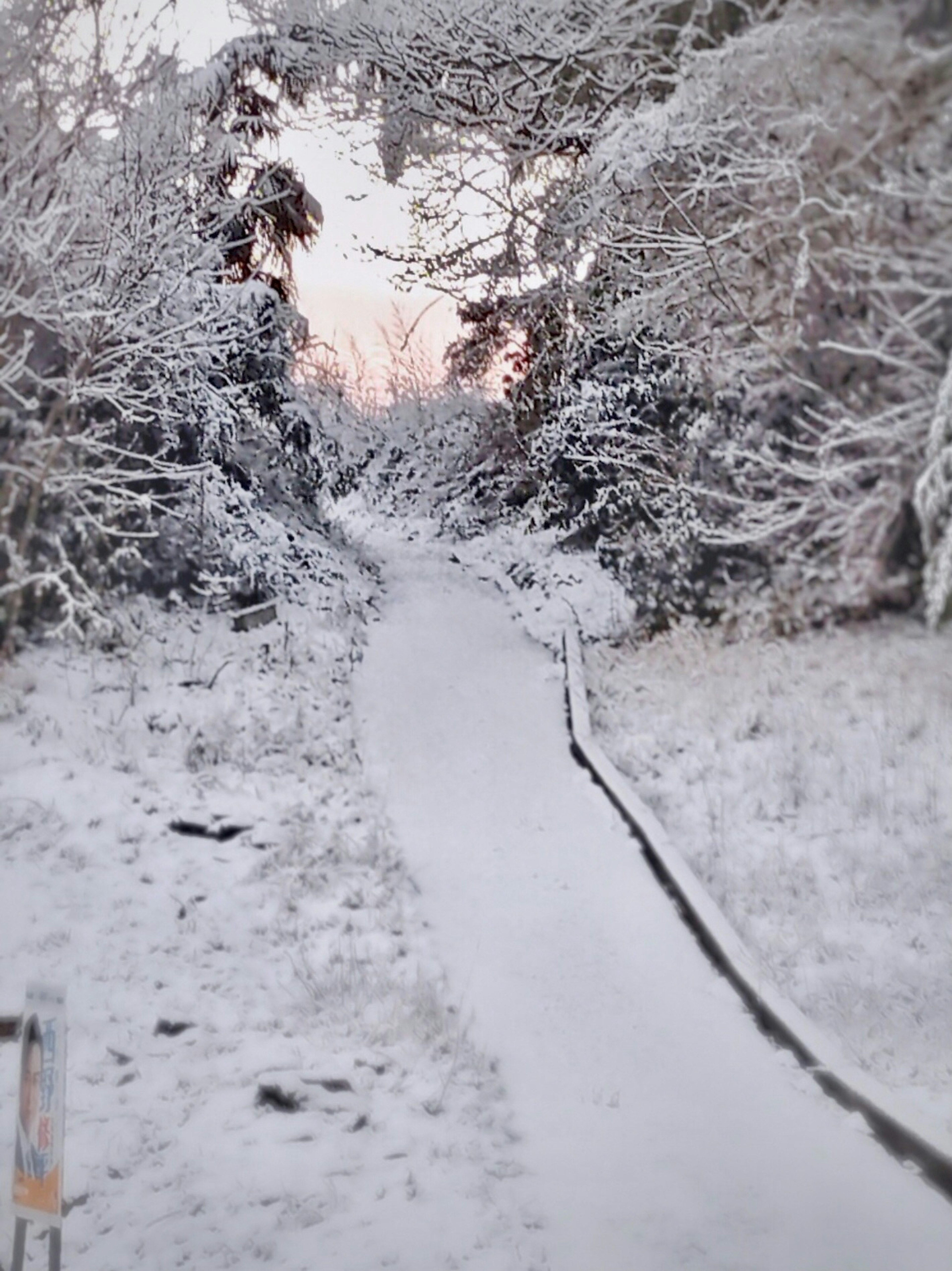 Sendero cubierto de nieve rodeado de árboles