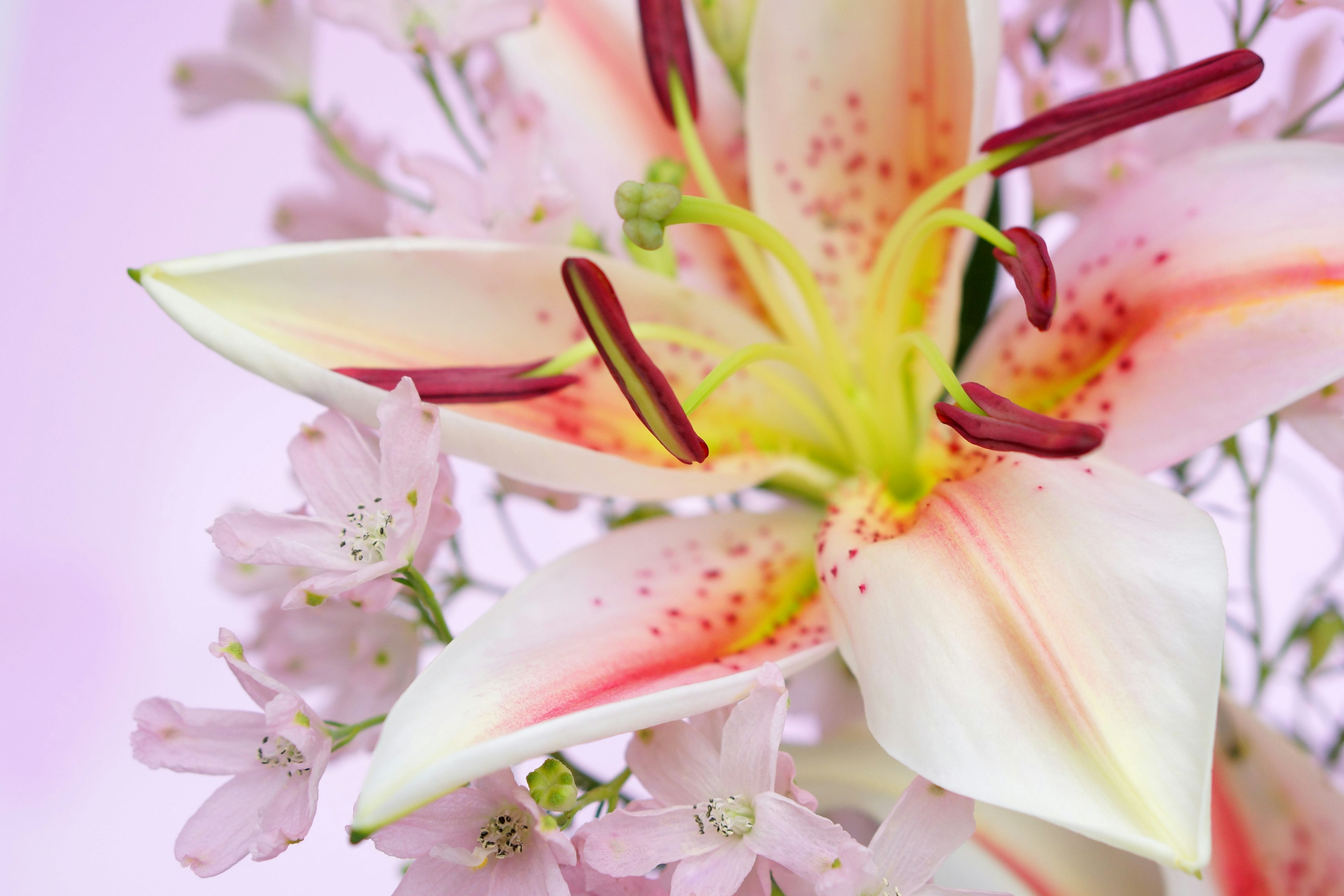 Hermosa flor de lirio con fondo rosa delicado y pequeñas flores