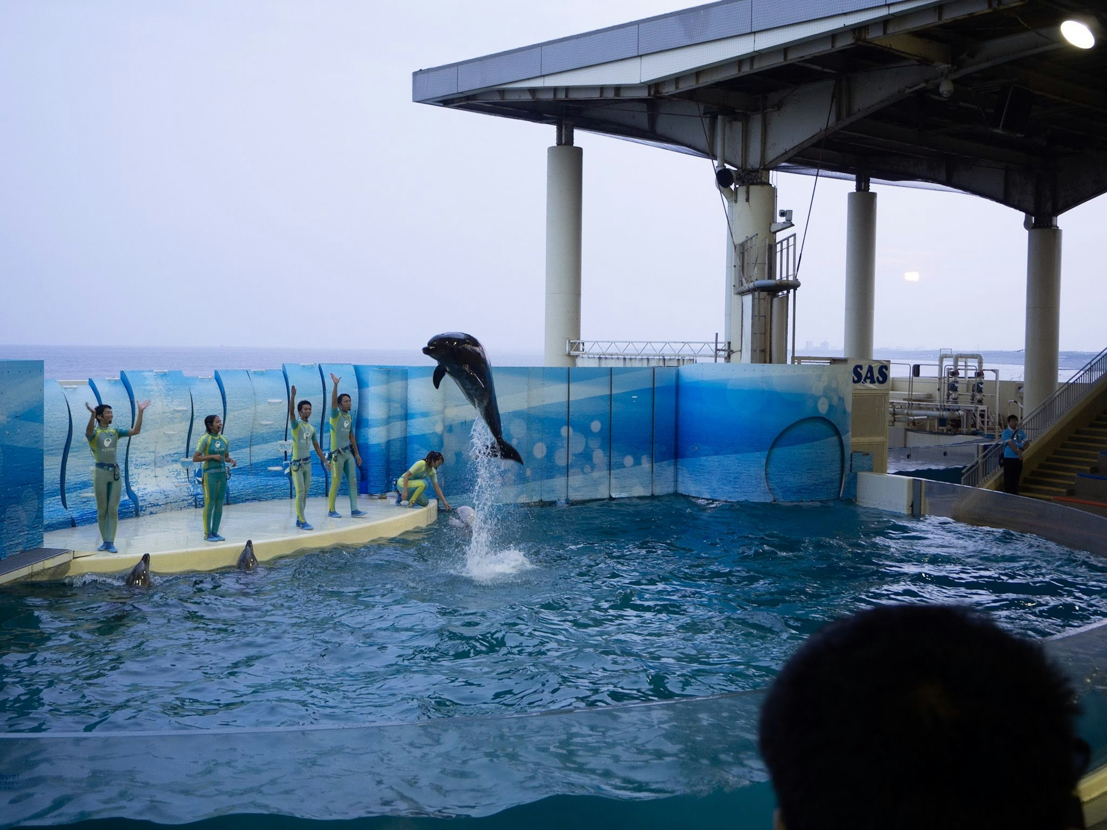 Delfín actuando en un espectáculo de acuario con entrenadores al fondo