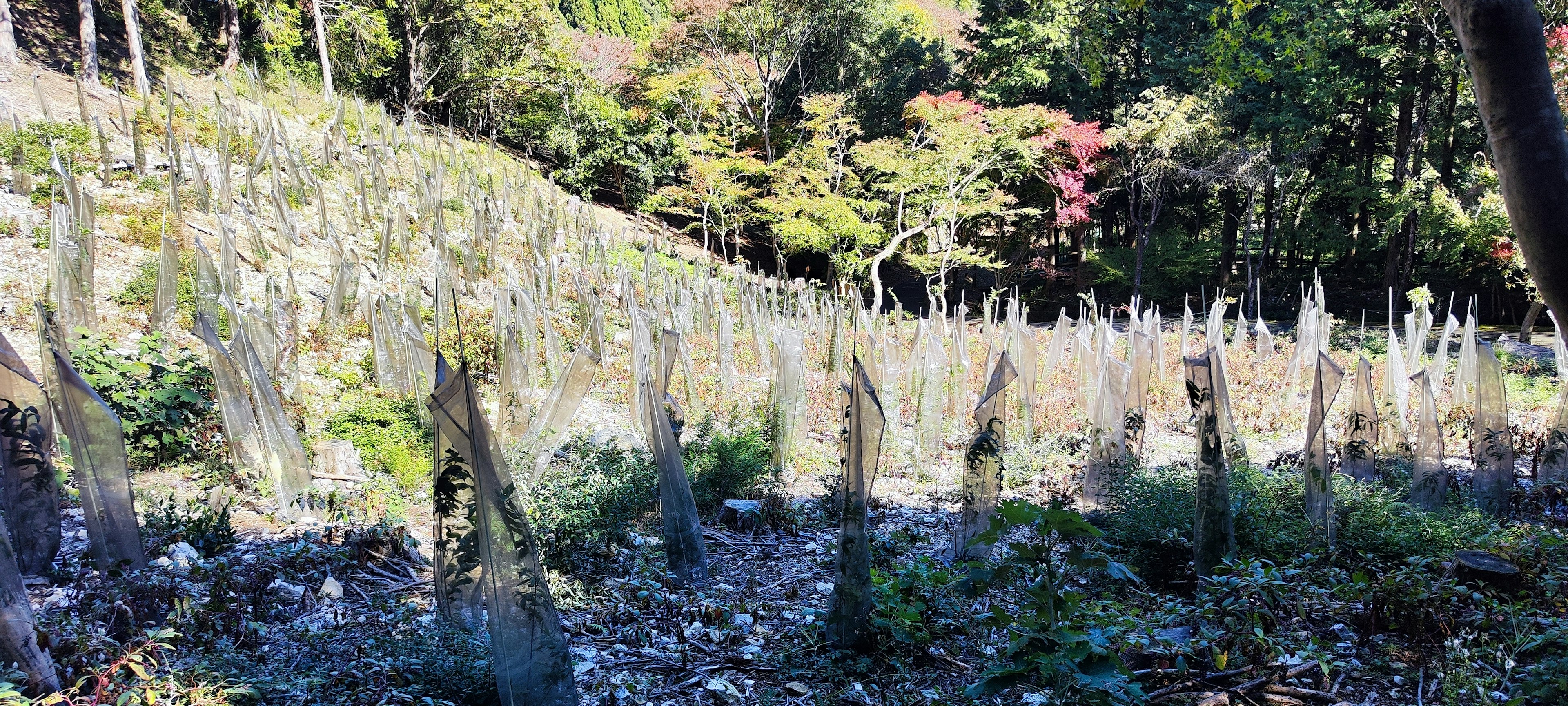 緑豊かな丘陵に植えられた若木が並ぶ風景