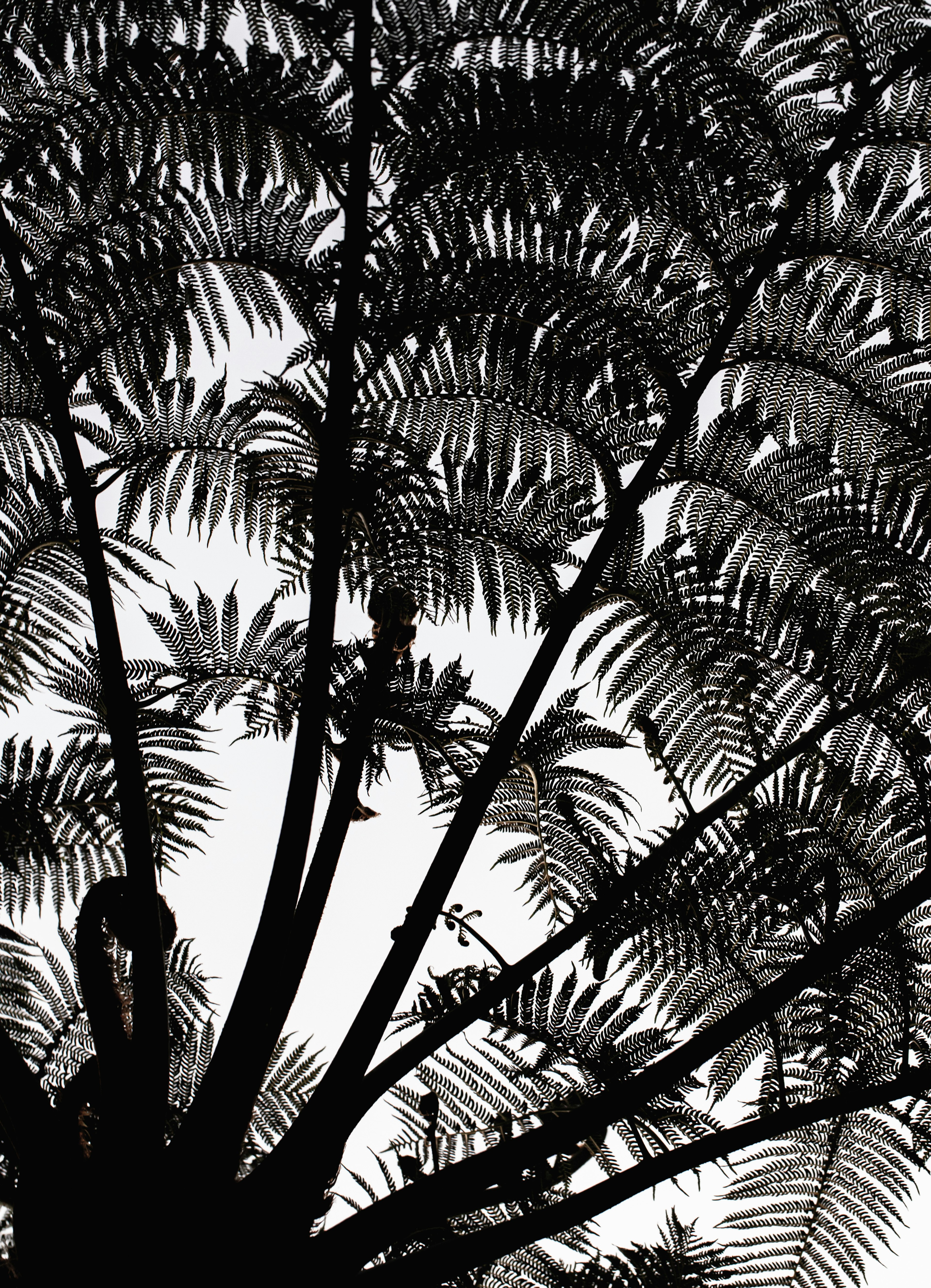 Silhouette di un albero con motivi di foglie intricati