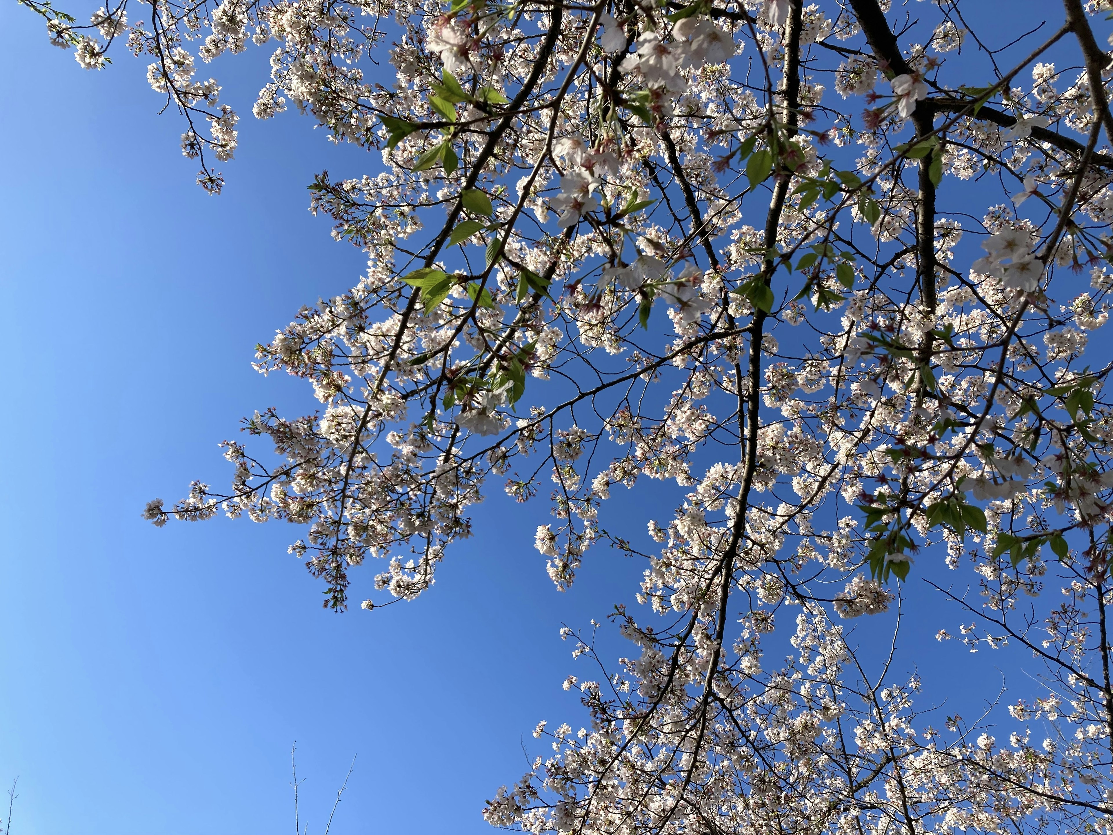 Flores de cerezo floreciendo contra un cielo azul claro