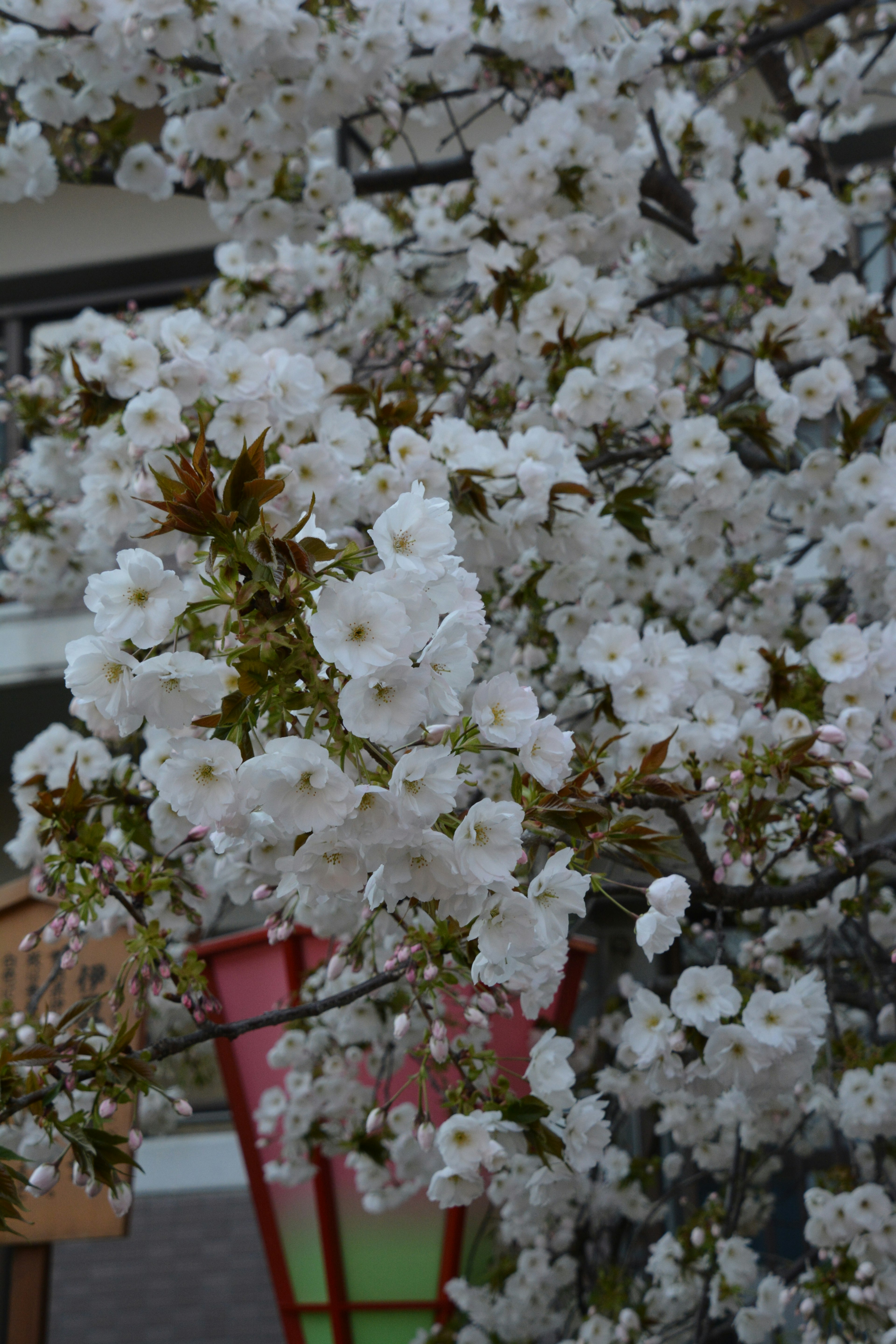 白い桜の花が咲いている枝のクローズアップ