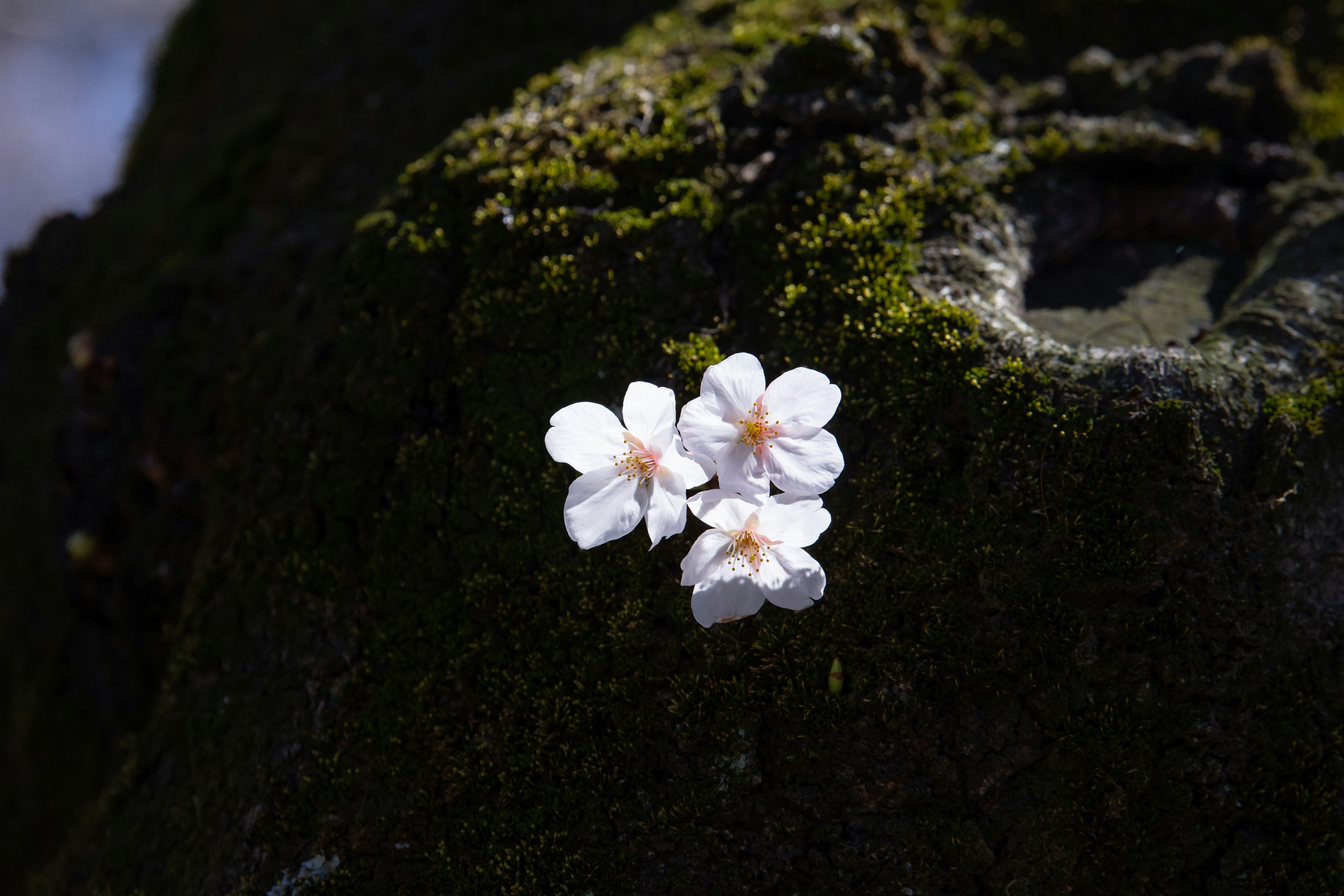 Cherry blossoms blooming on a moss-covered tree trunk