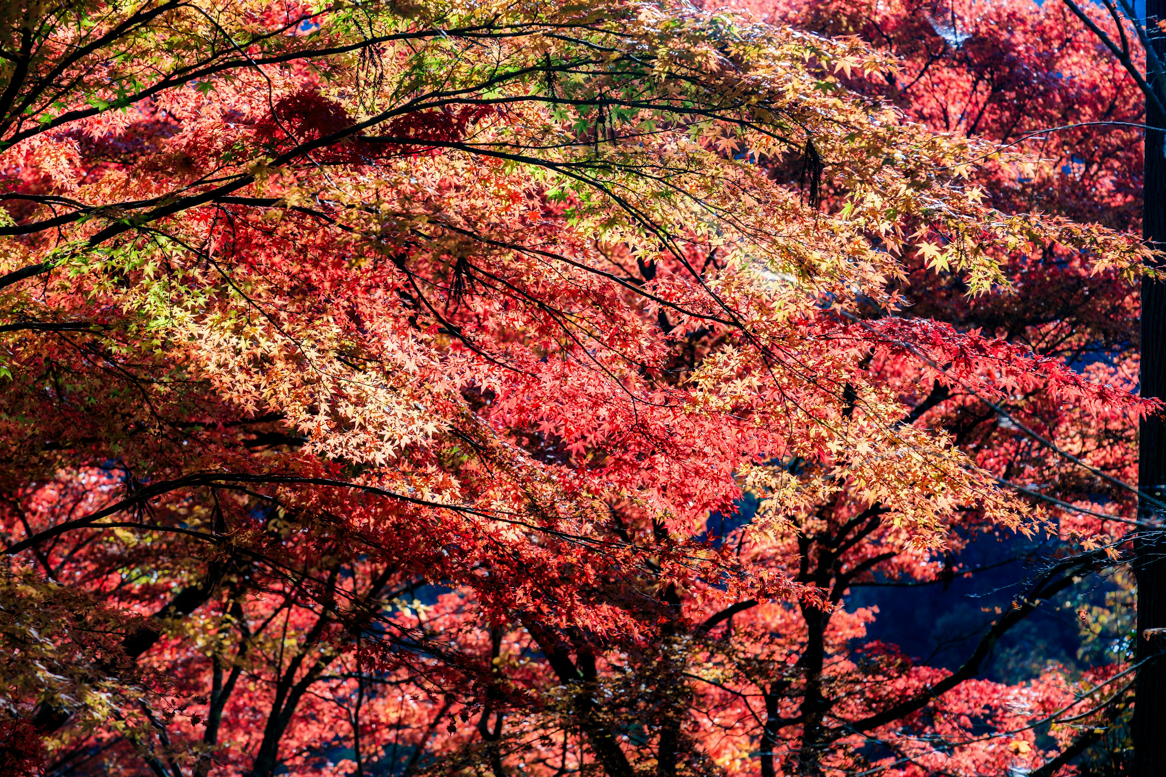 Foliage autunnale vibrante con foglie colorate