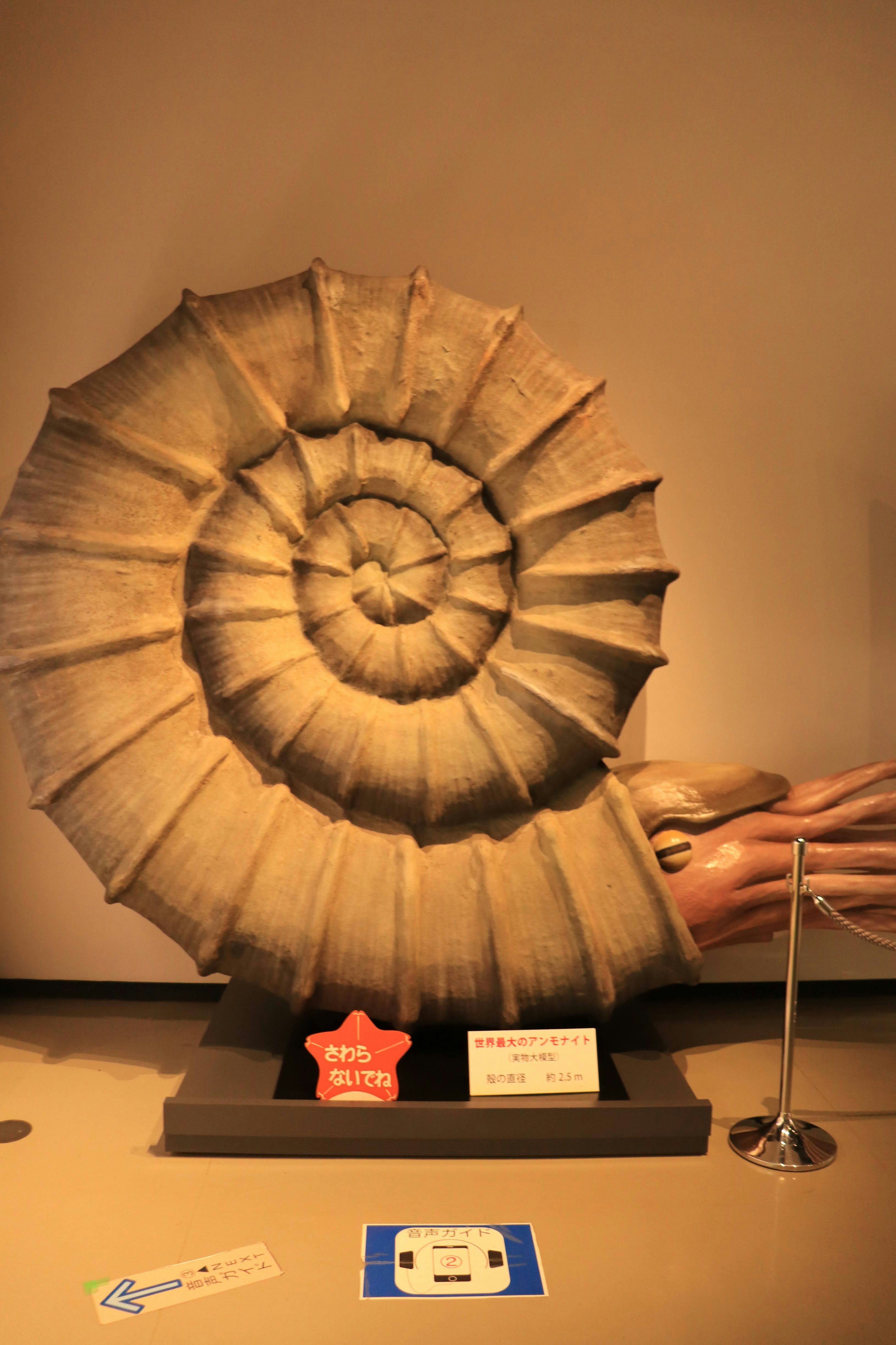 A large ammonite fossil on display