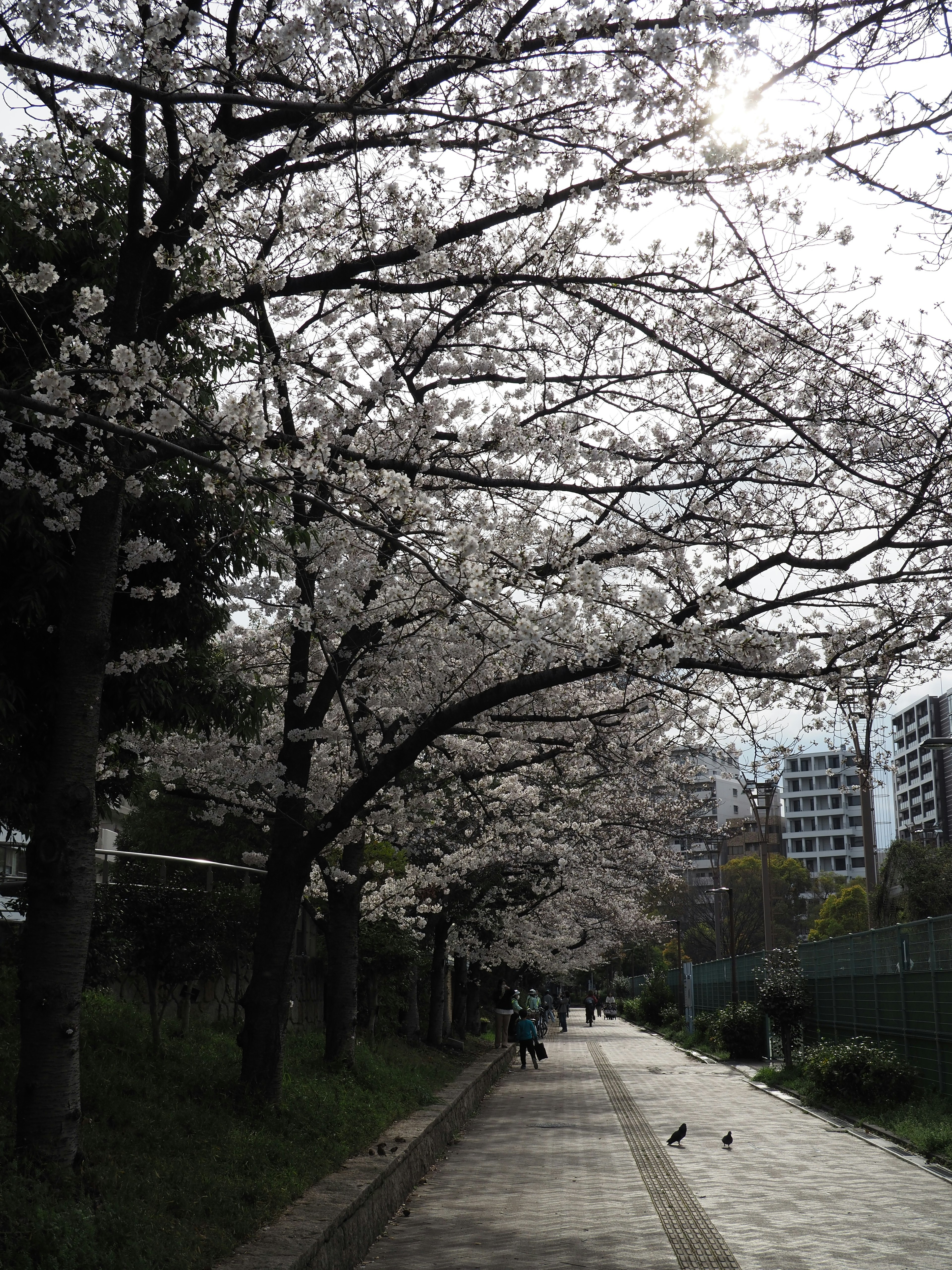 Pohon sakura di sepanjang jalan dengan bangunan di latar belakang