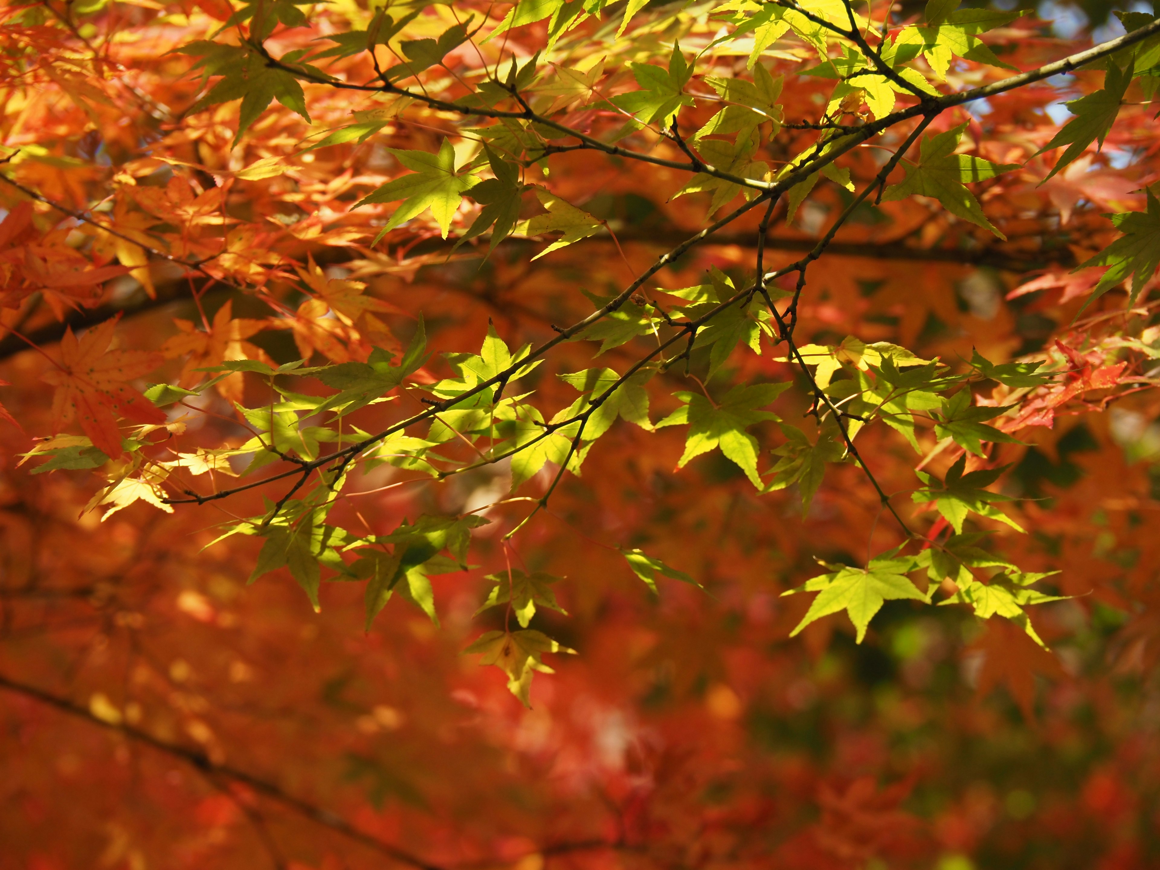 Rami di un albero autunnale con foglie arancioni e verdi vibranti