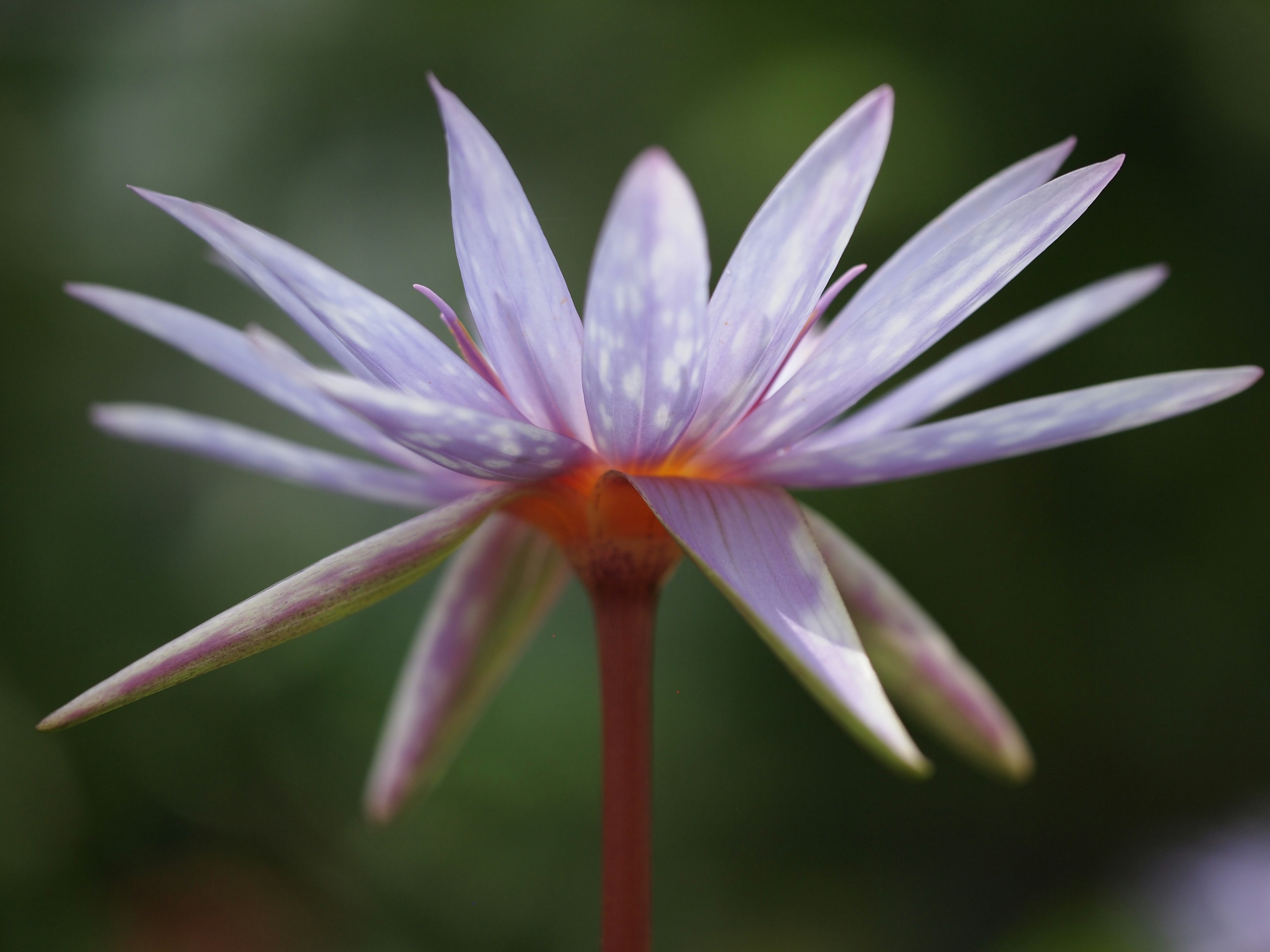 Acercamiento de una hermosa flor de lirio de agua con pétalos púrpuras pálidos y un fondo verde