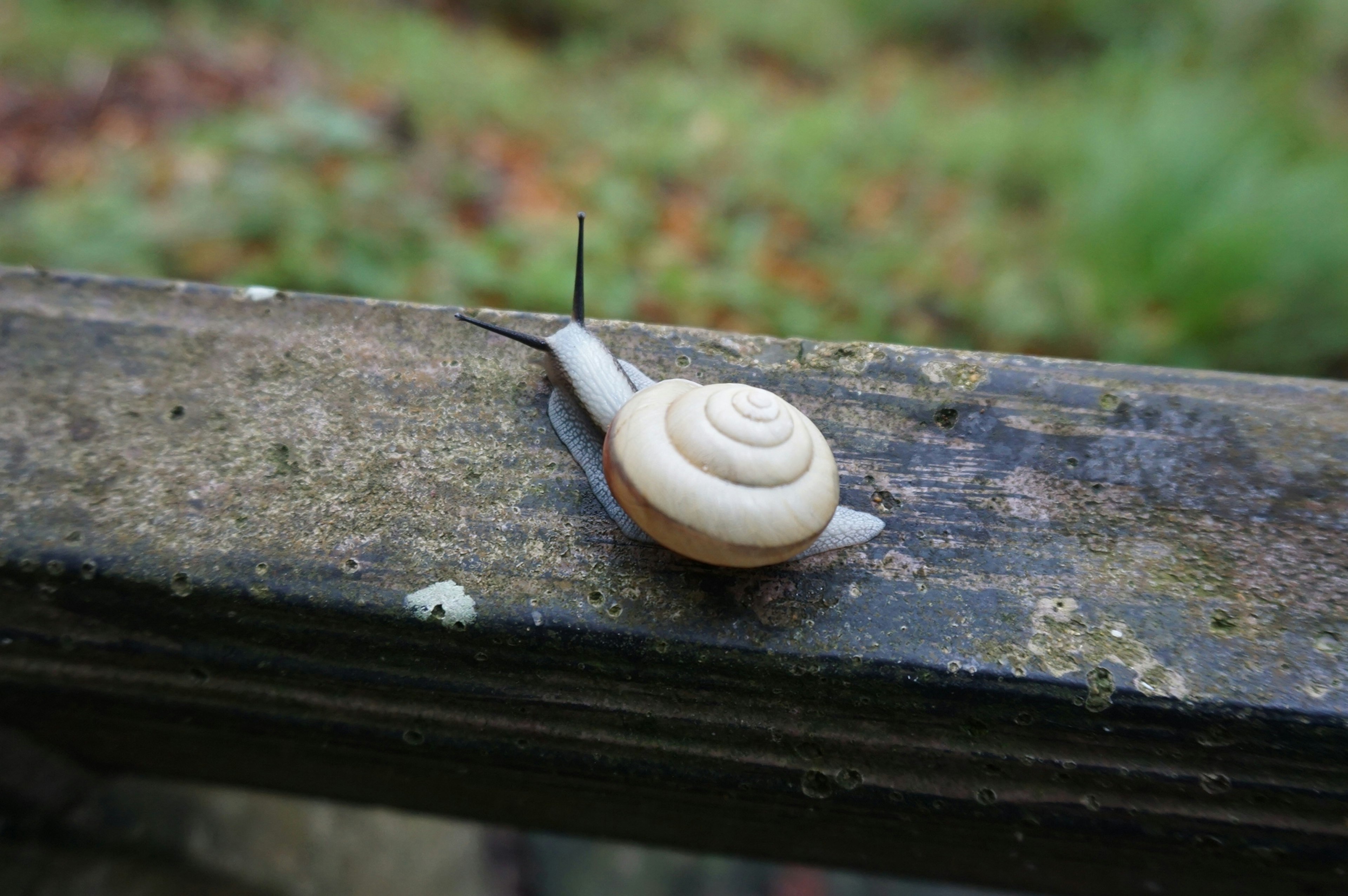 Nahaufnahme von einer Schnecke mit weißer Schale auf einer Holzoberfläche