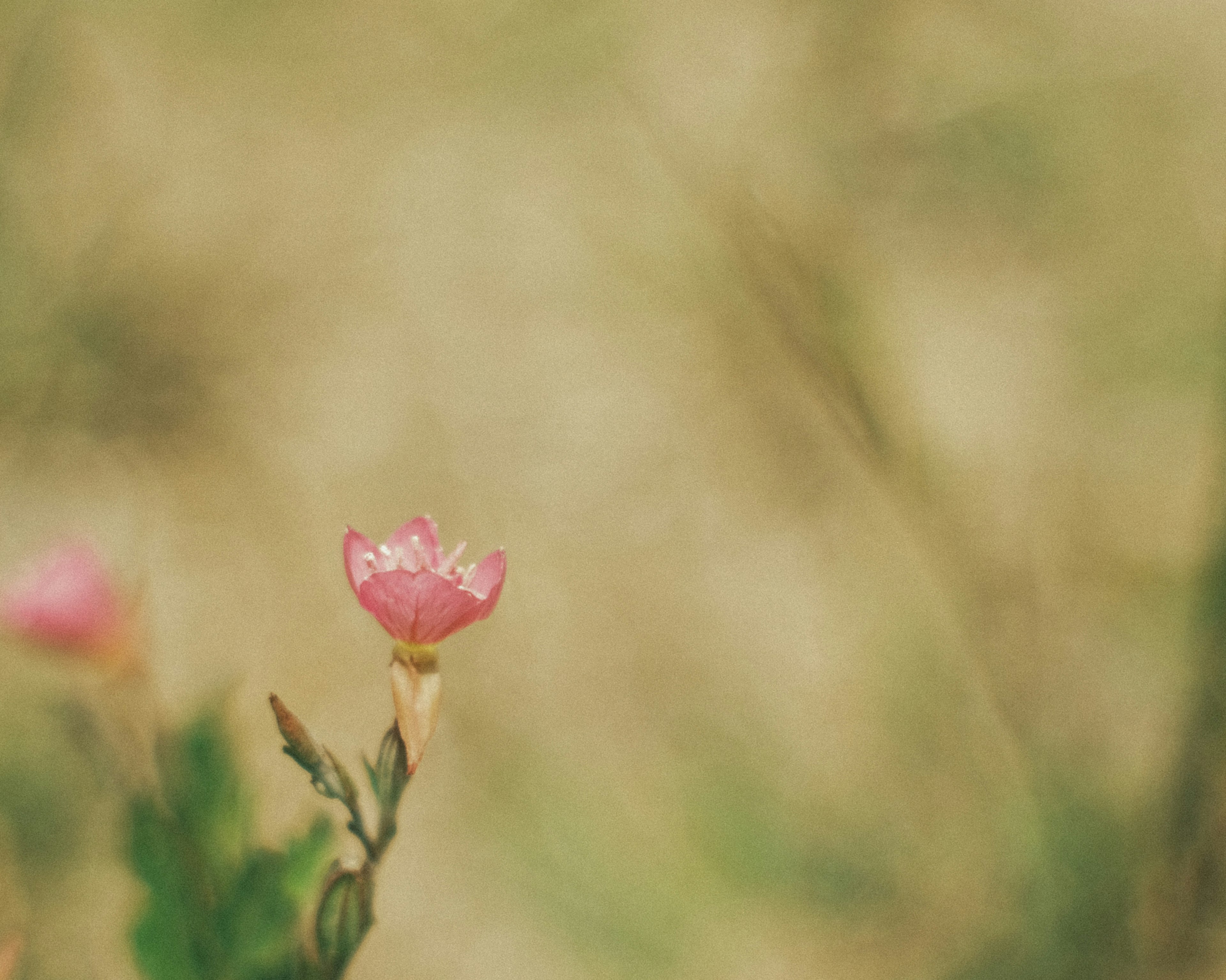 柔らかい背景にピンクの花が咲いている写真