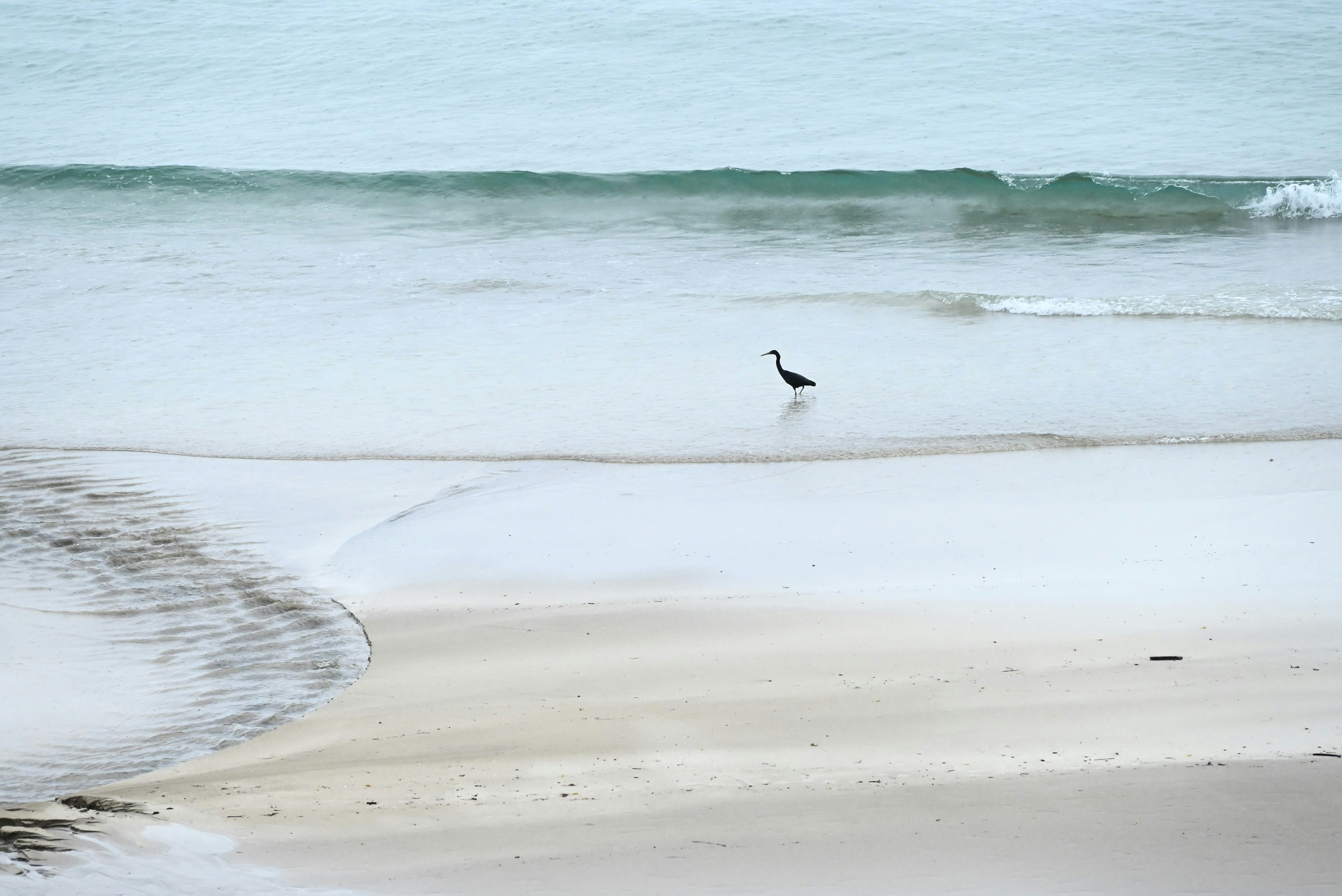 穏やかな海と砂浜に立つ一羽の鳥