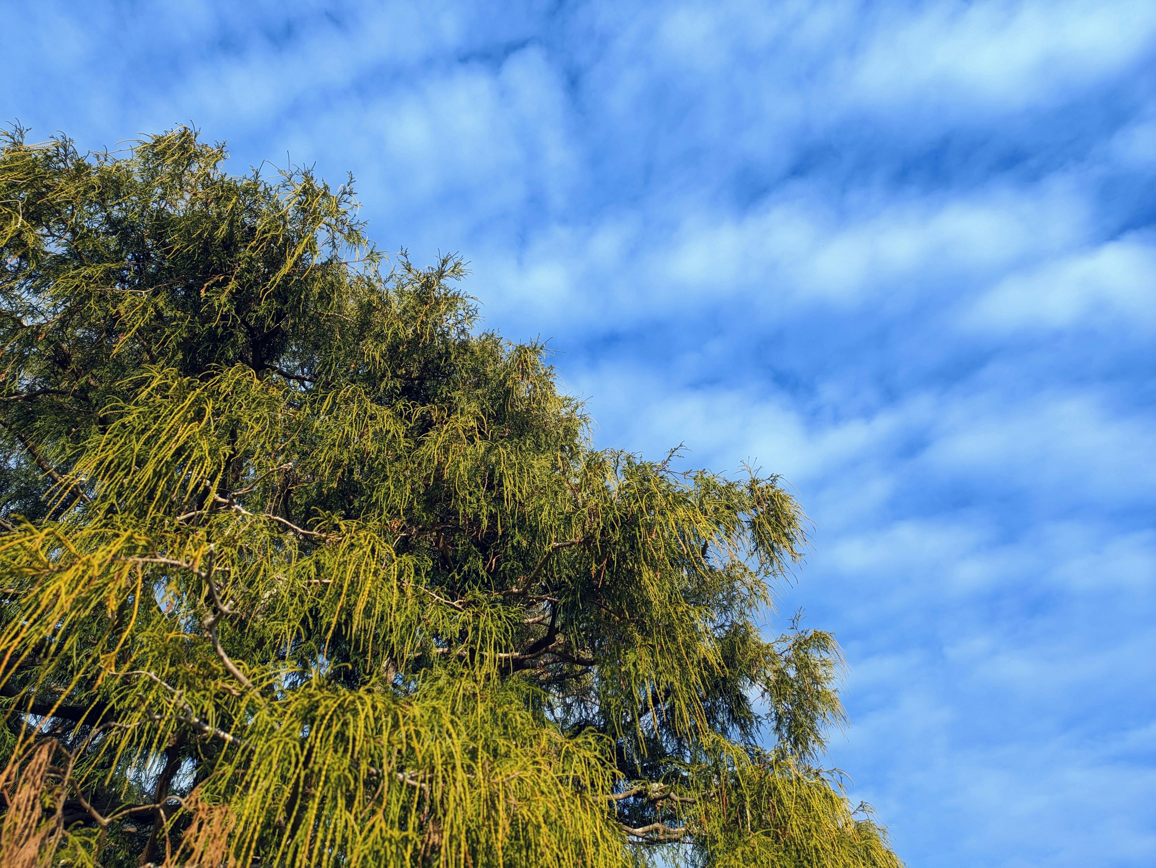 Paisaje con cielo azul y ramas de árbol verdes