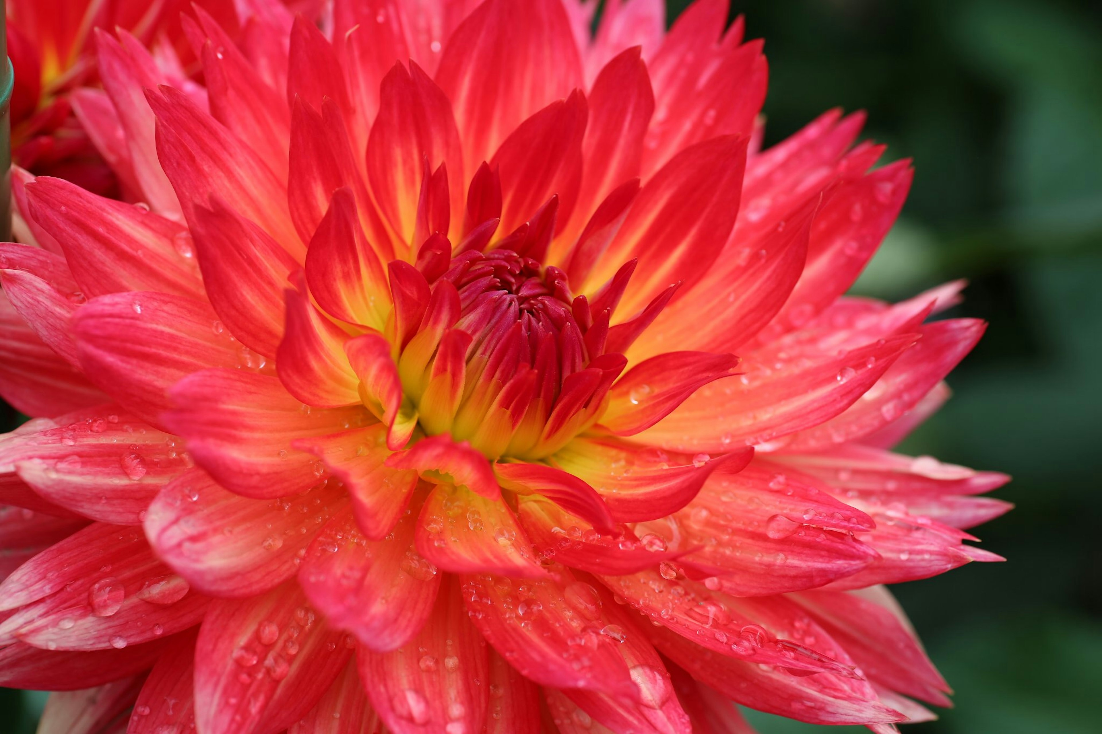 Bellissimo fiore di dalia rossa con petali in gradiente rosso e giallo