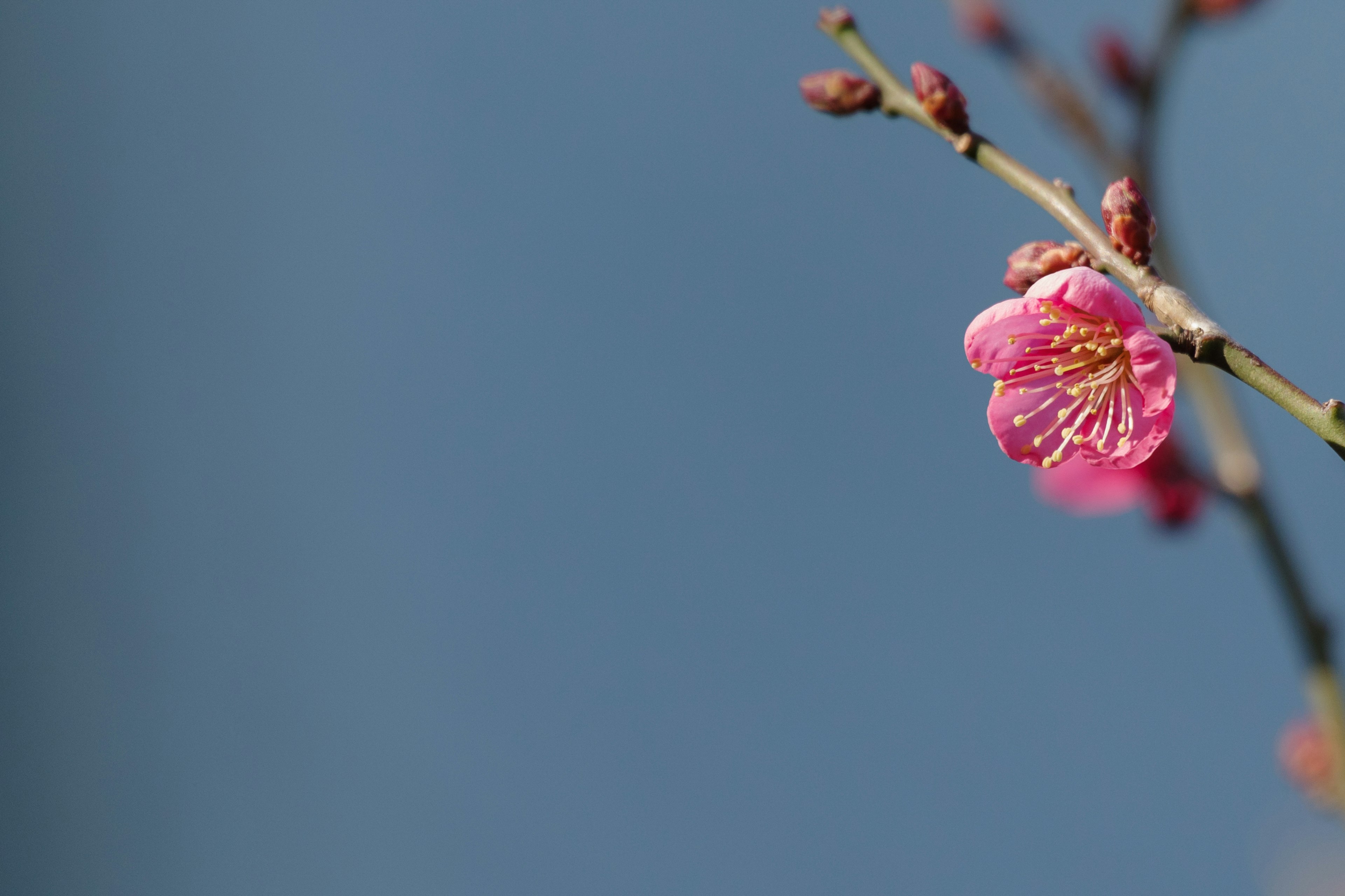 Zweig mit rosa Blüte und Knospen vor blauem Hintergrund