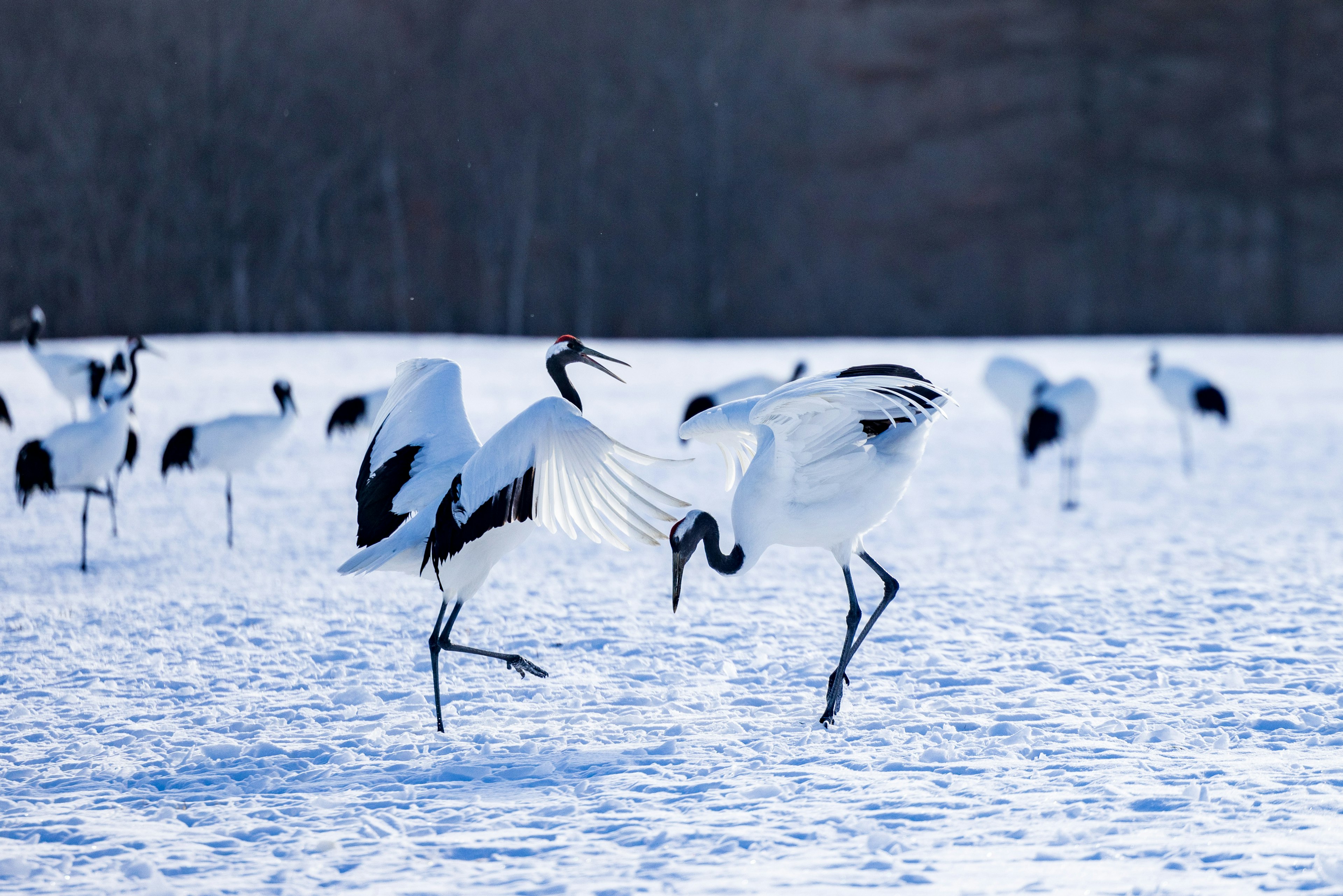 Dos grúas bailan sobre la nieve con otras grúas de fondo