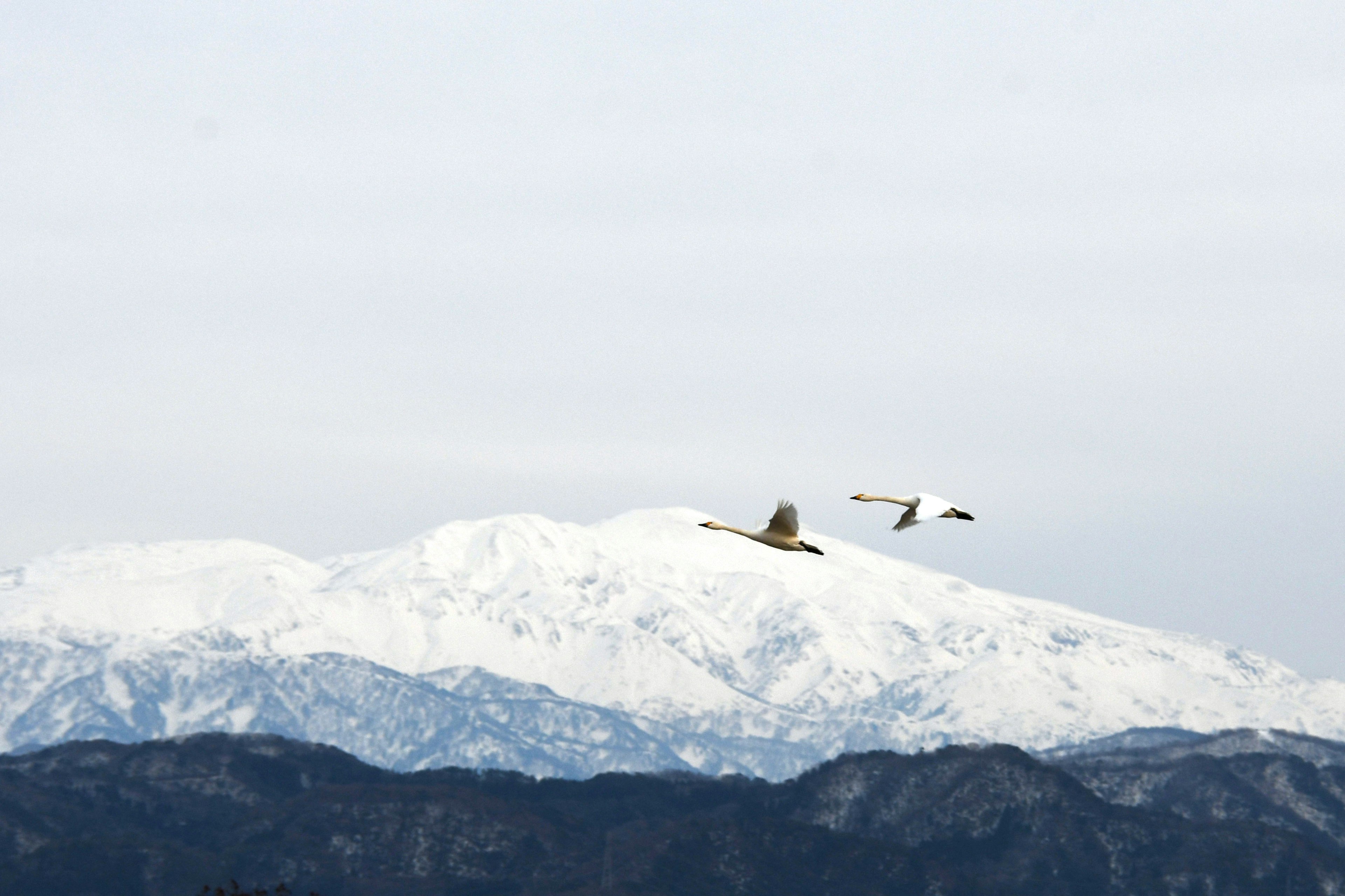 雪に覆われた山の上を飛ぶ2羽の鳥