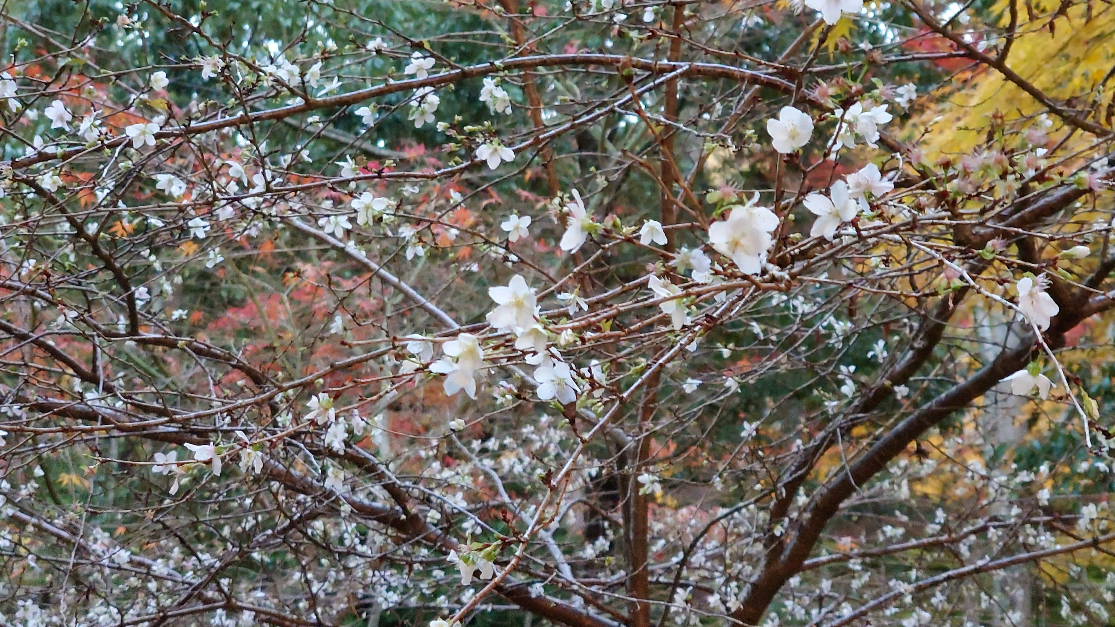 Kedekatan cabang bunga sakura yang mekar