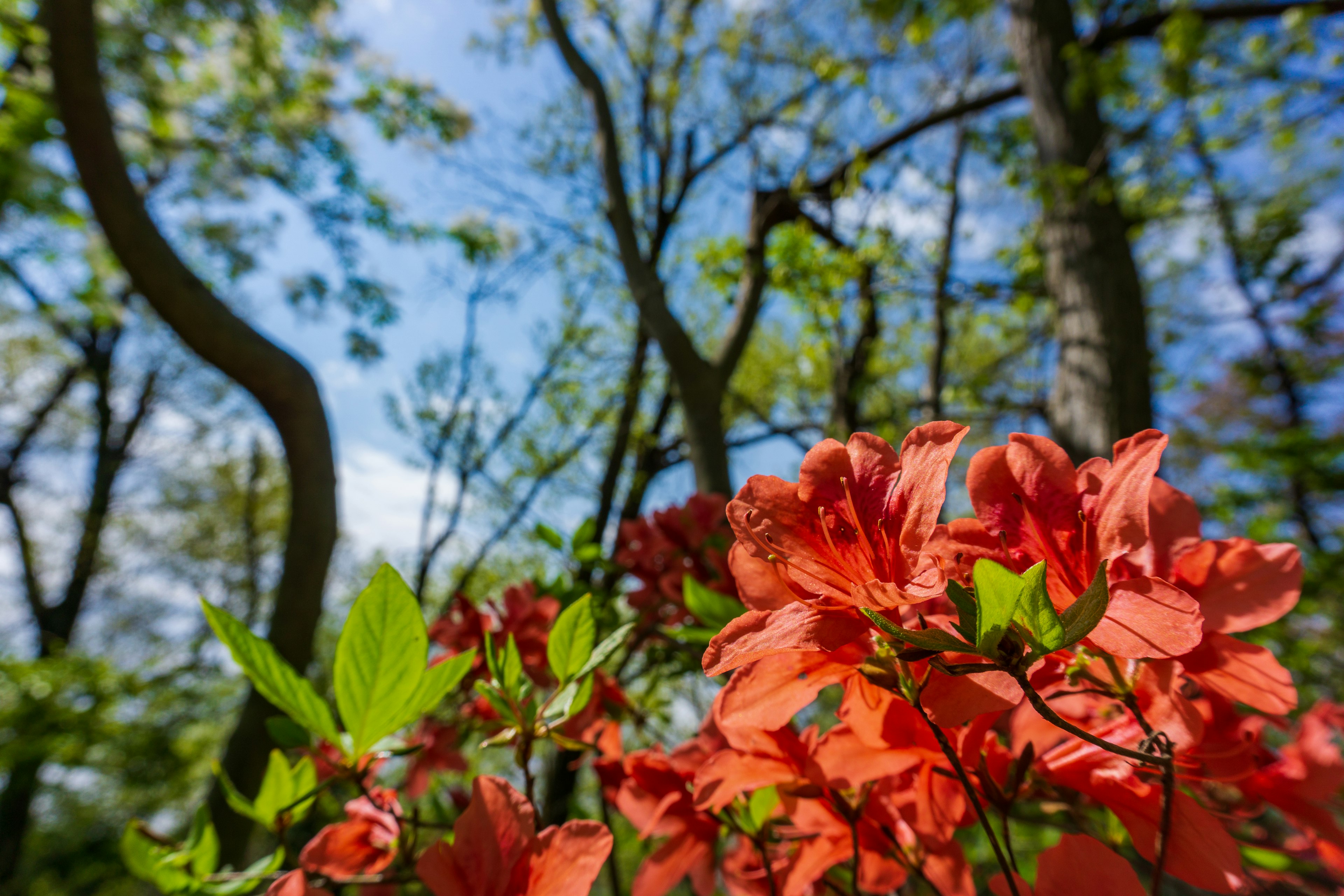 鮮やかなオレンジ色のツツジの花と緑の葉がある風景