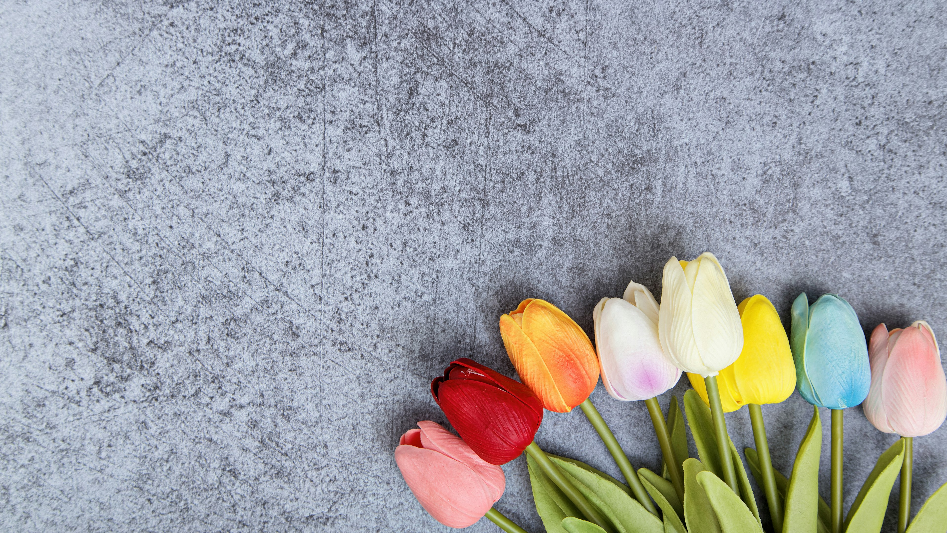 Des tulipes colorées disposées sur un fond gris dans une belle composition