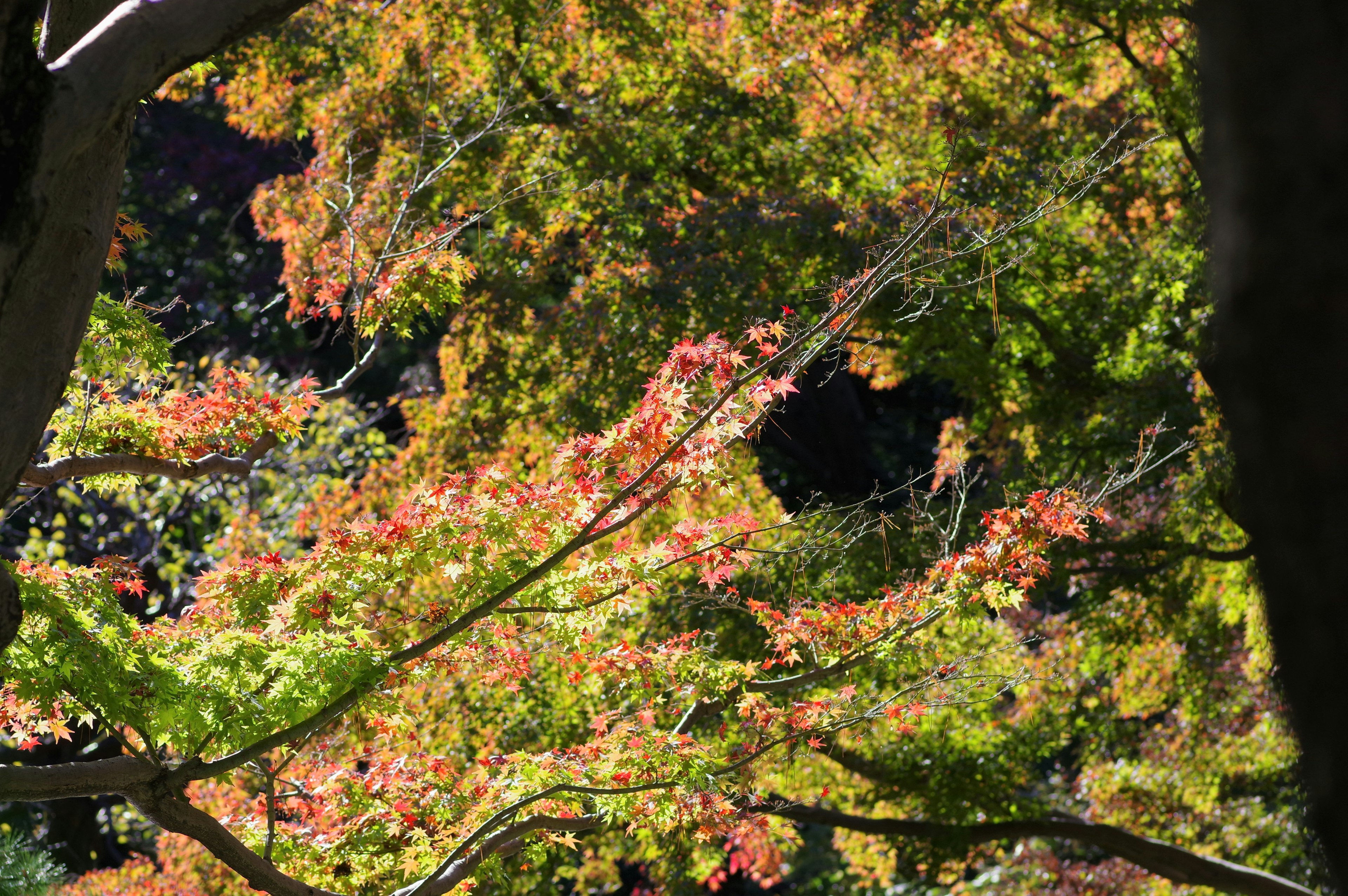 Lebendige Herbstlaub mit bunten Blättern und Ästen