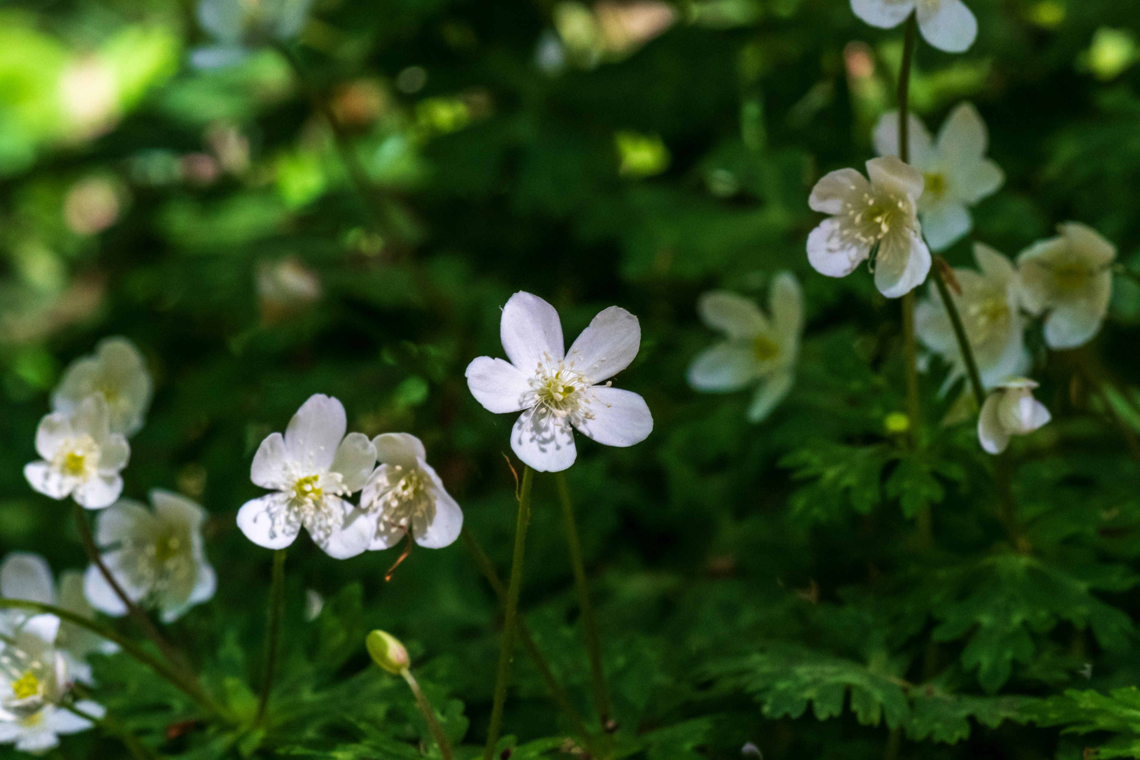 Zarte weiße Blumen blühen zwischen üppigem grünem Laub