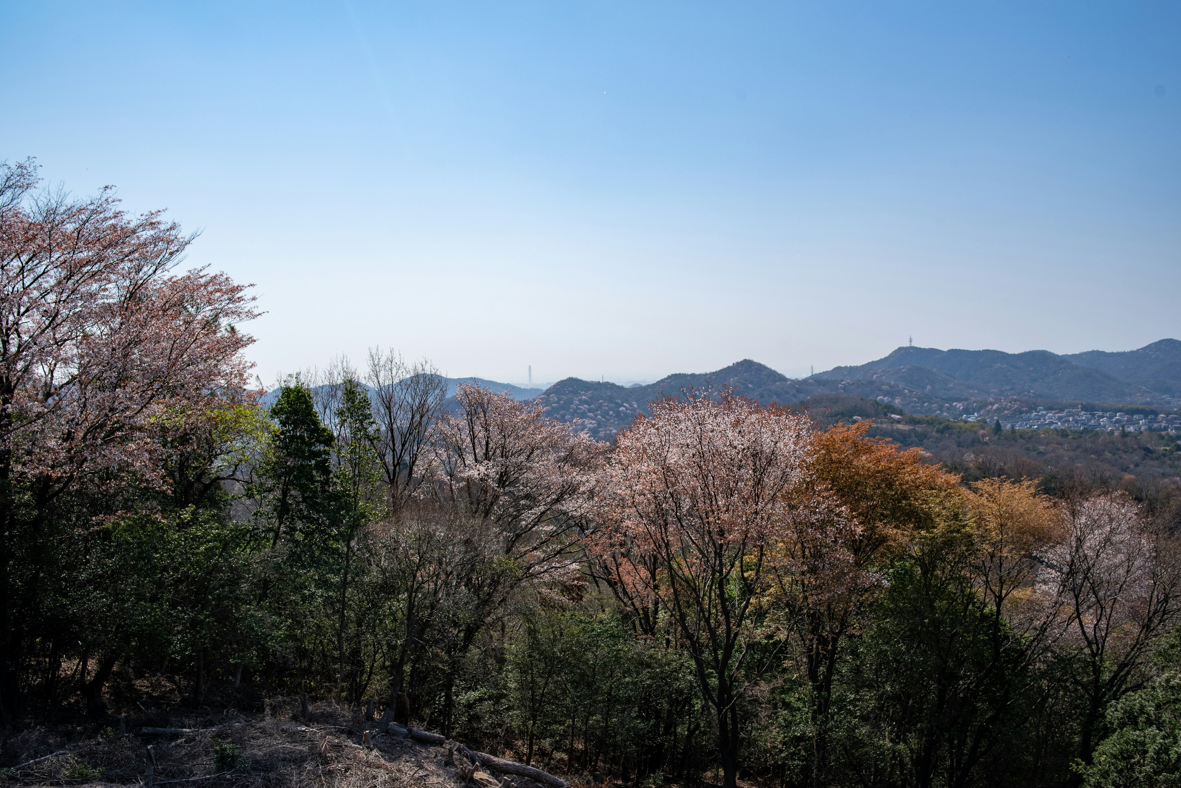 Vue panoramique des montagnes avec des cerisiers en fleurs et un feuillage d'automne