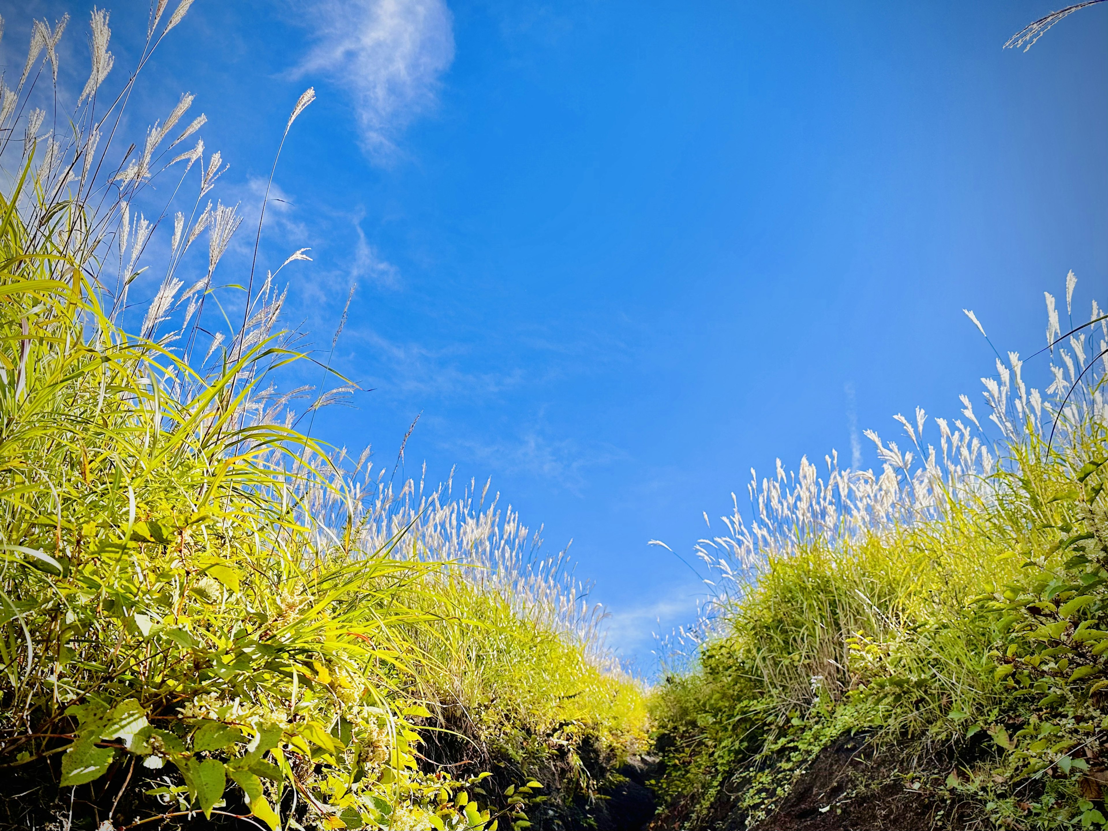 青空と草が生い茂る風景の下からの視点