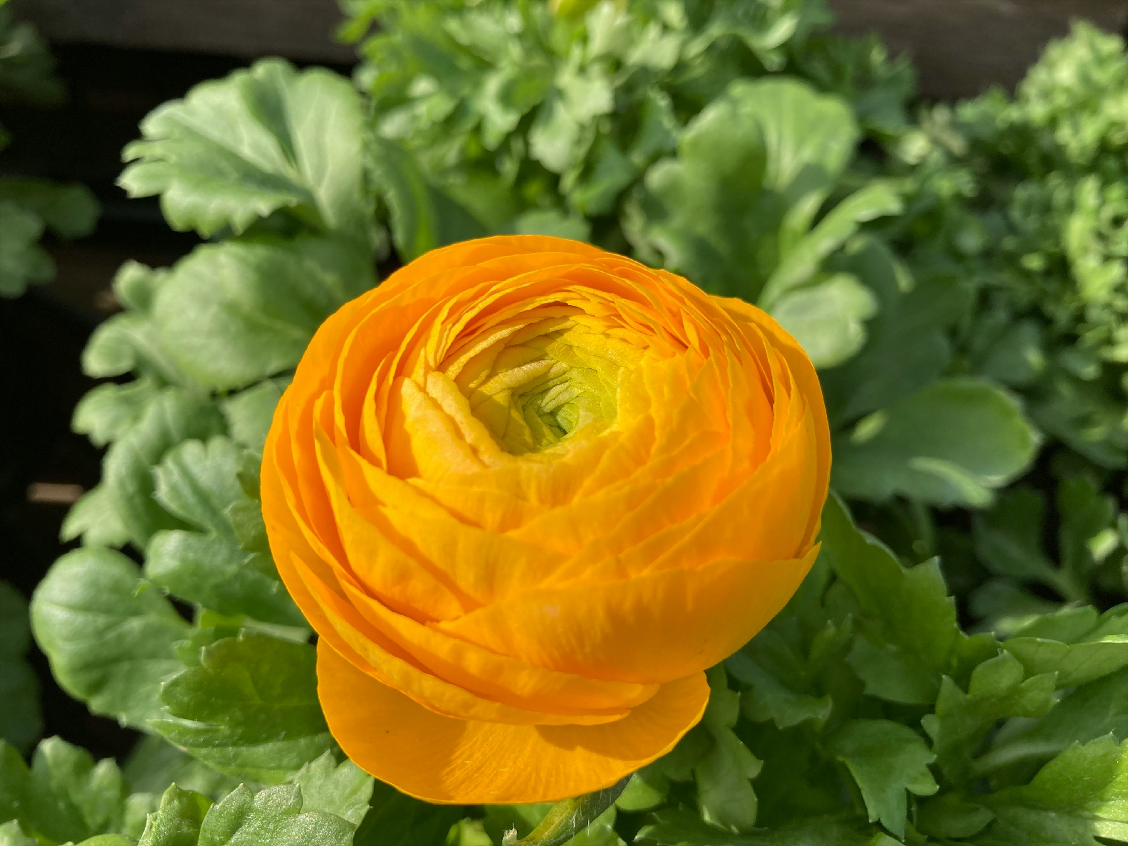 Bunga ranunculus kuning cerah dikelilingi daun hijau