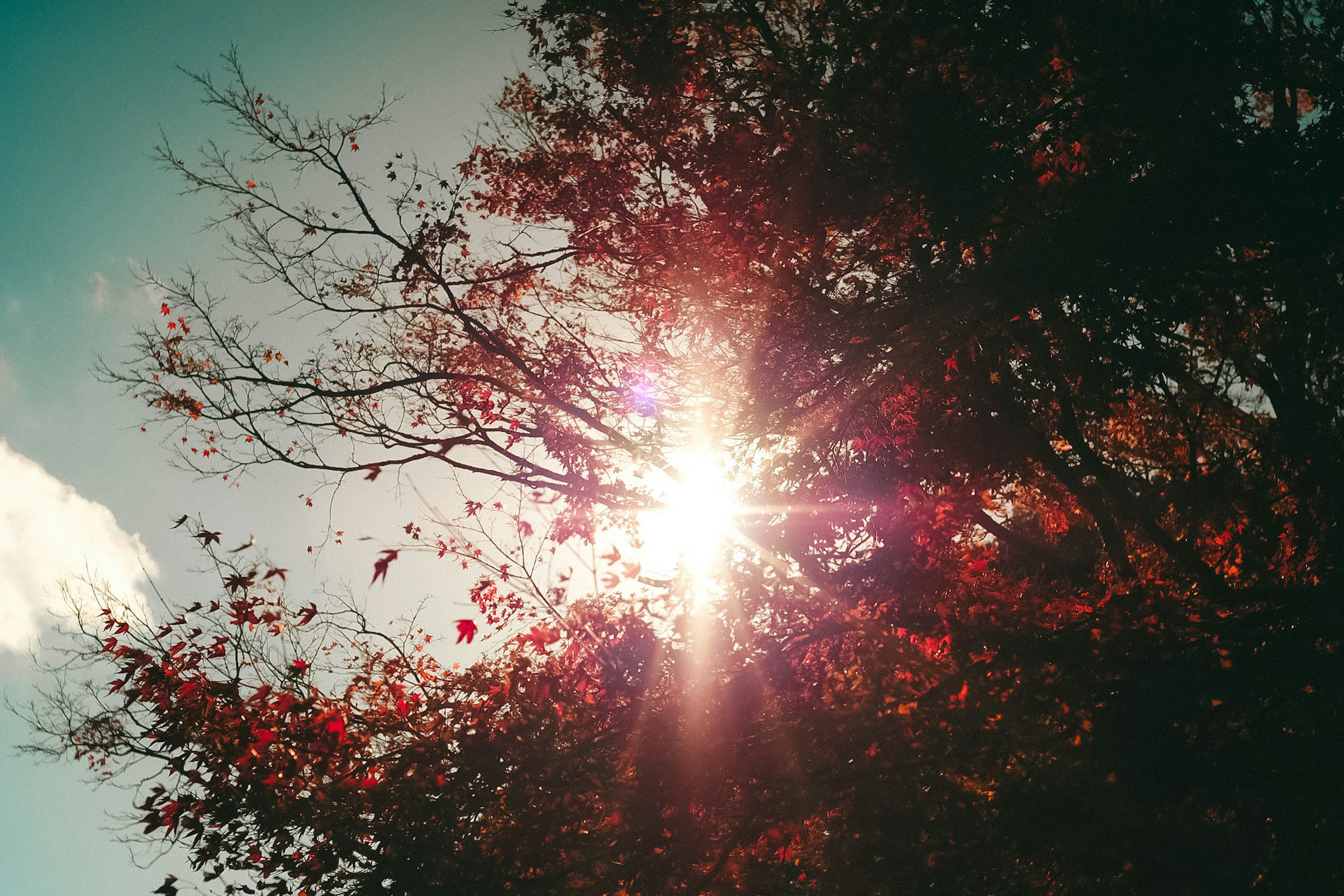 Lumière du soleil filtrant à travers des arbres d'automne