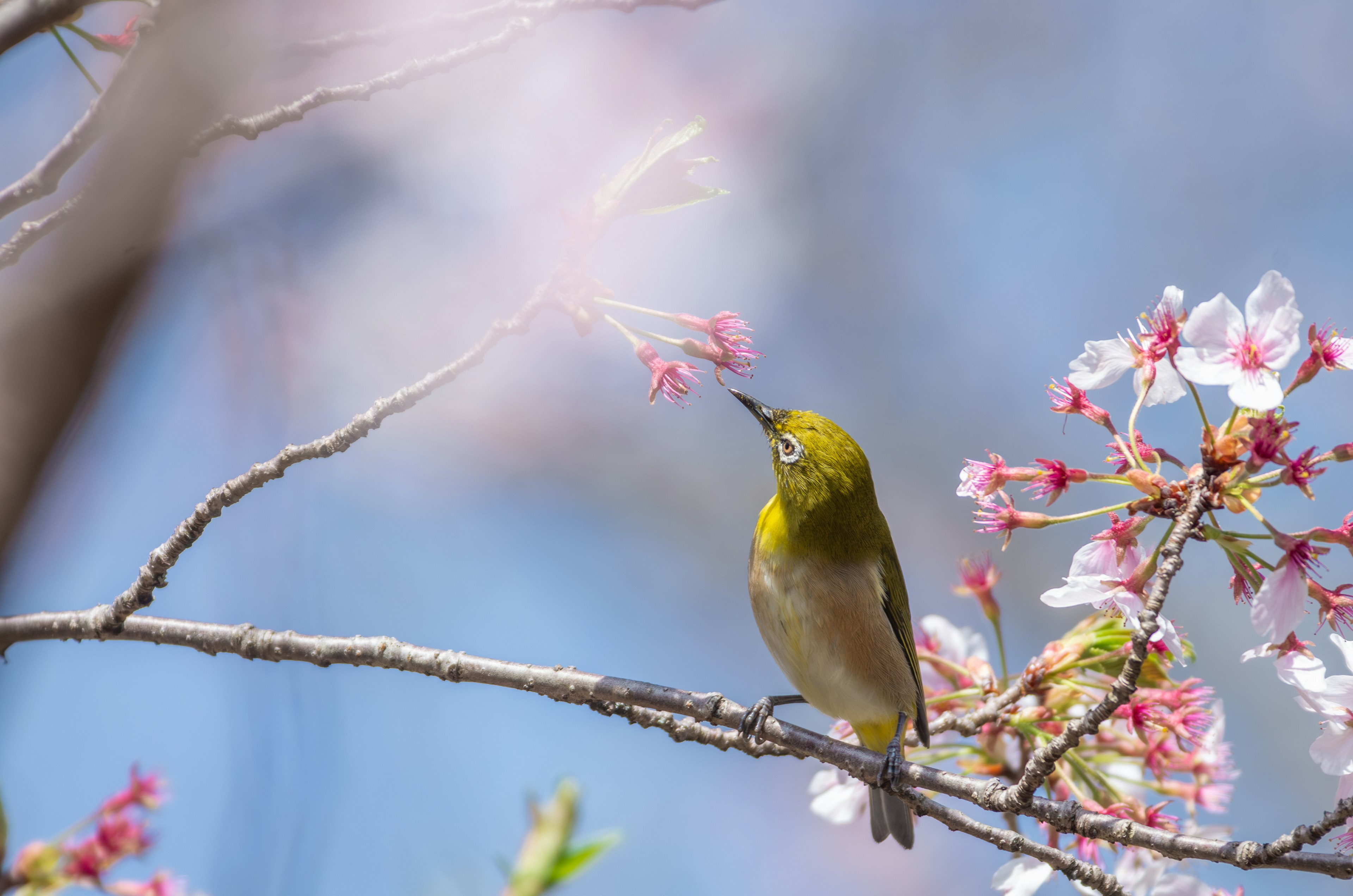 Pequeño pájaro amarillo bebiendo néctar cerca de las flores de cerezo