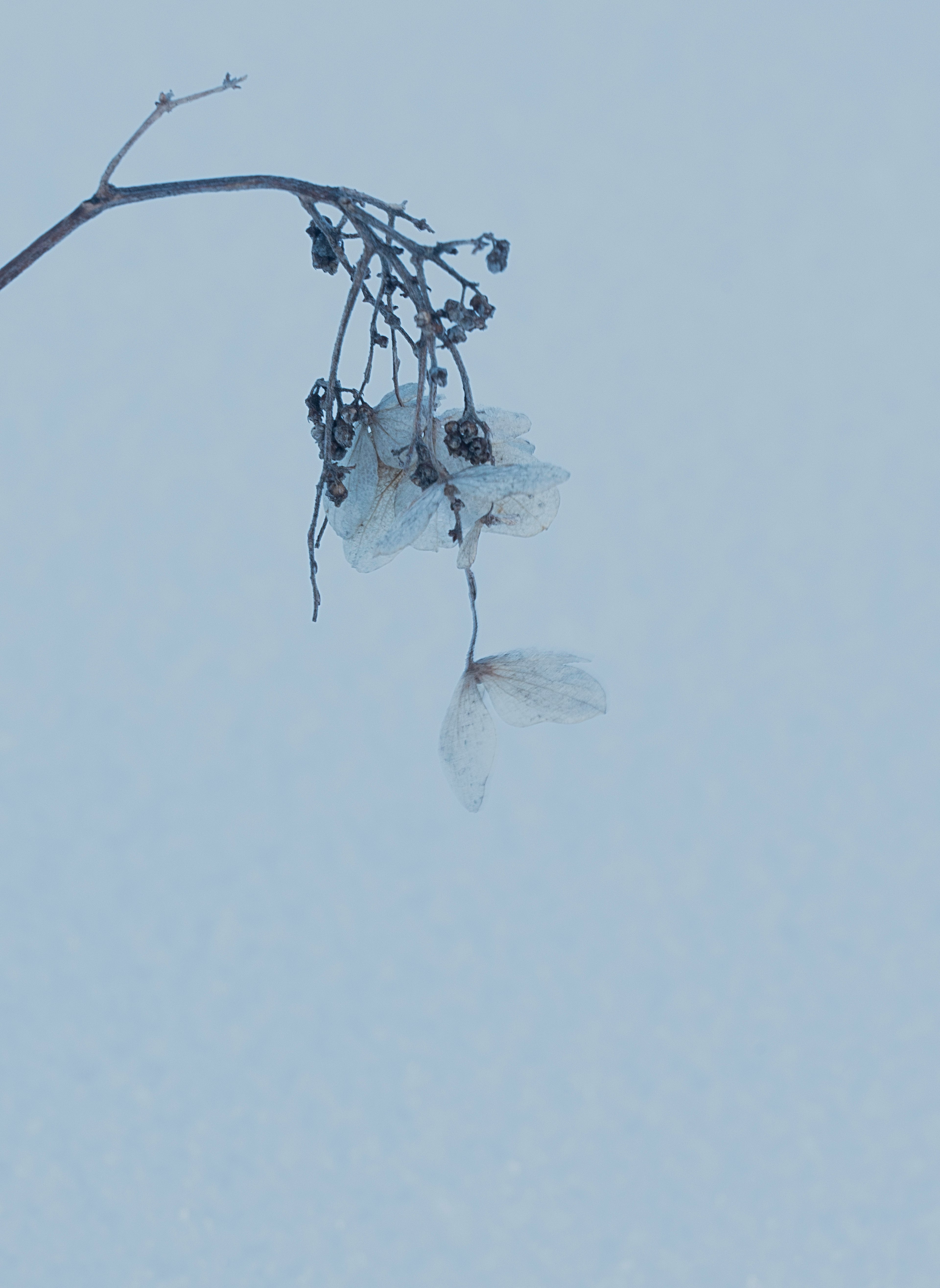 Una rama de planta congelada con flores secas contra un fondo nevado