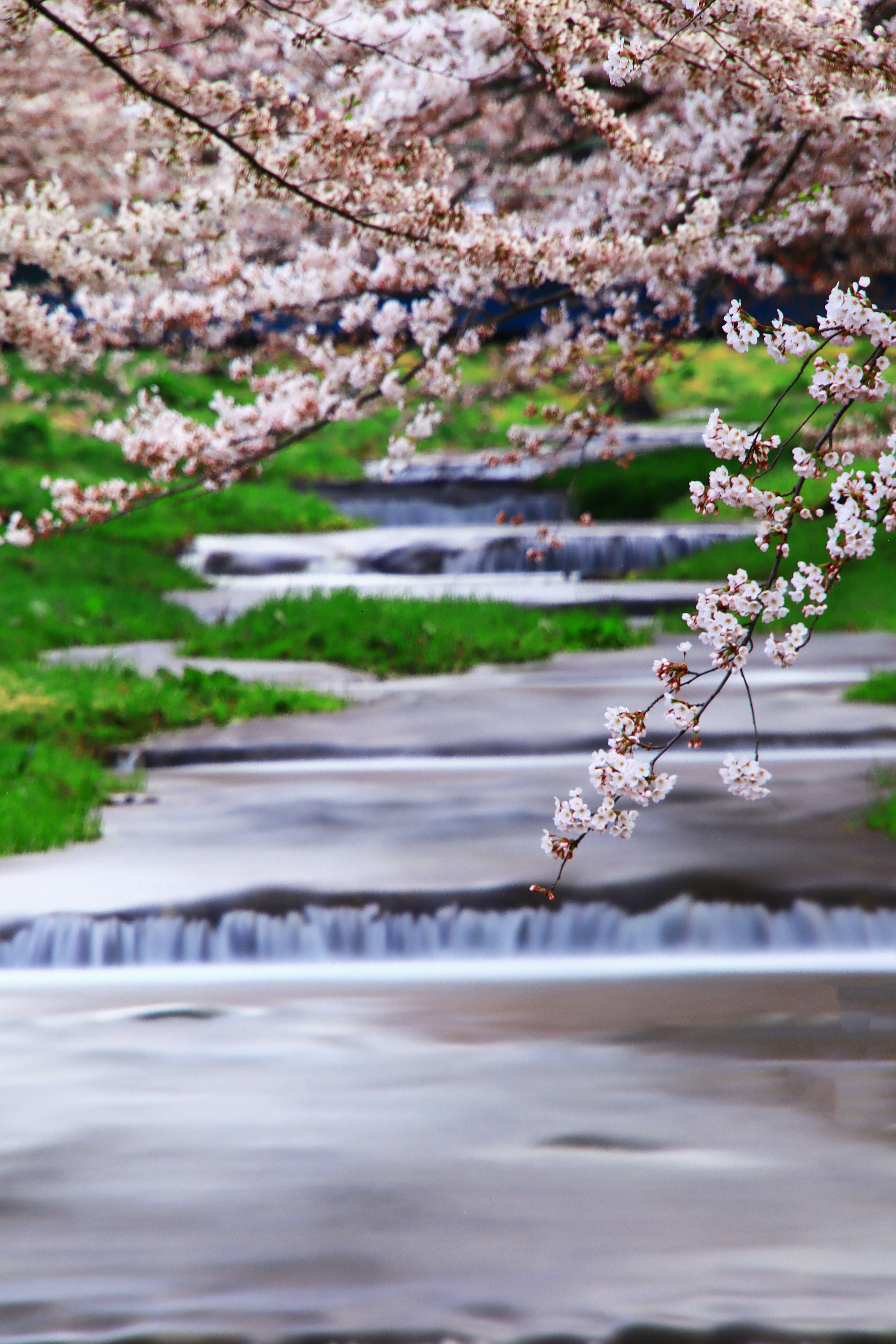 Pemandangan sungai tenang dengan bunga sakura dan rumput hijau