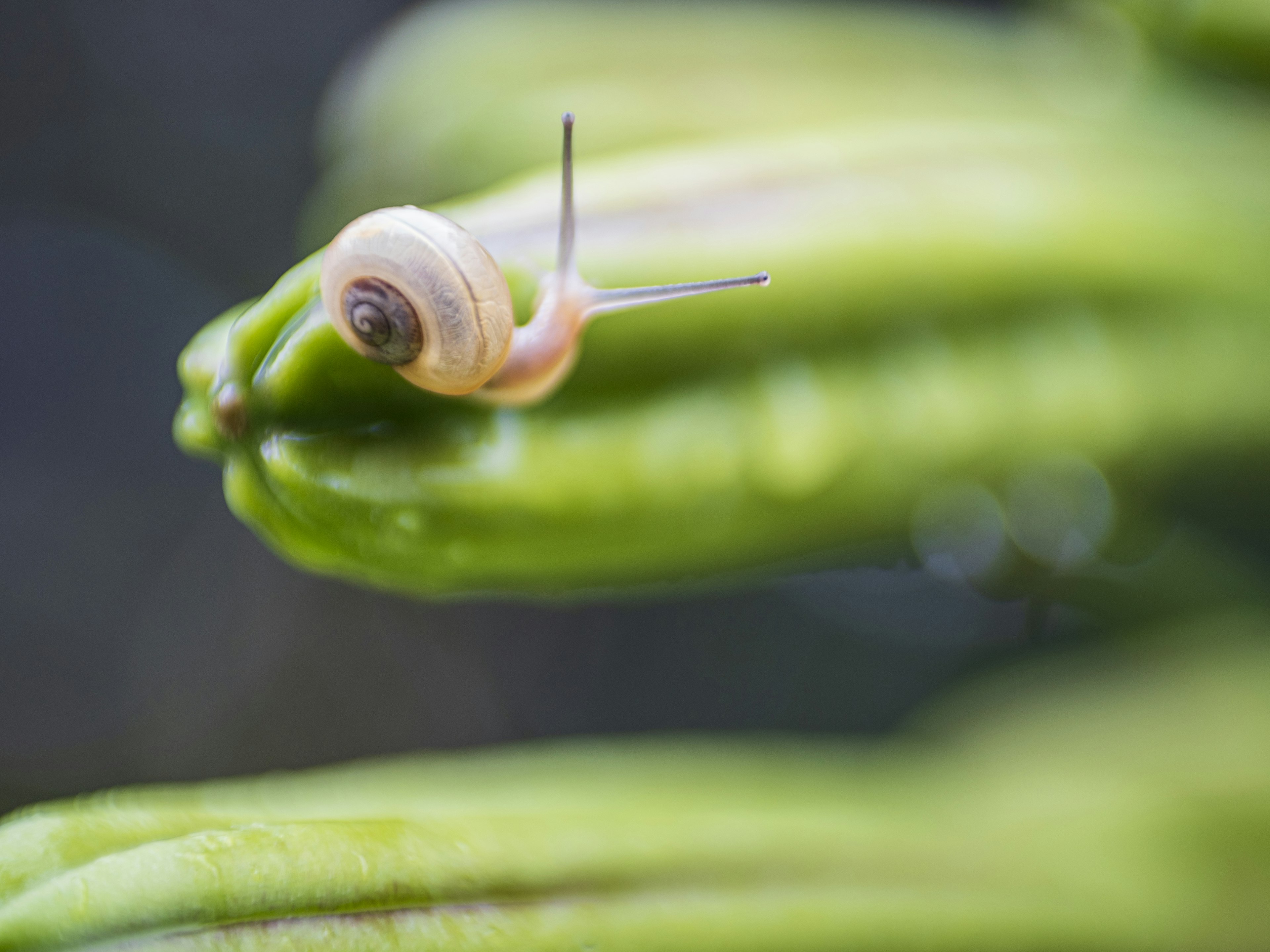 緑の植物の上にいる小さなカタツムリのクローズアップ