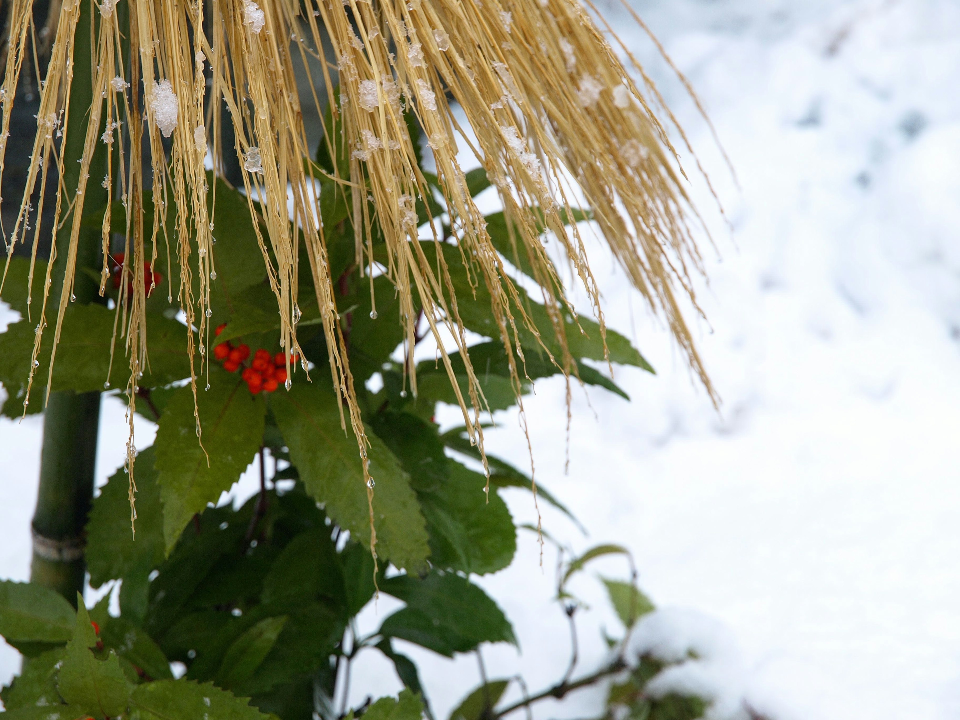 Green leaves with red berries and golden straw above on snow