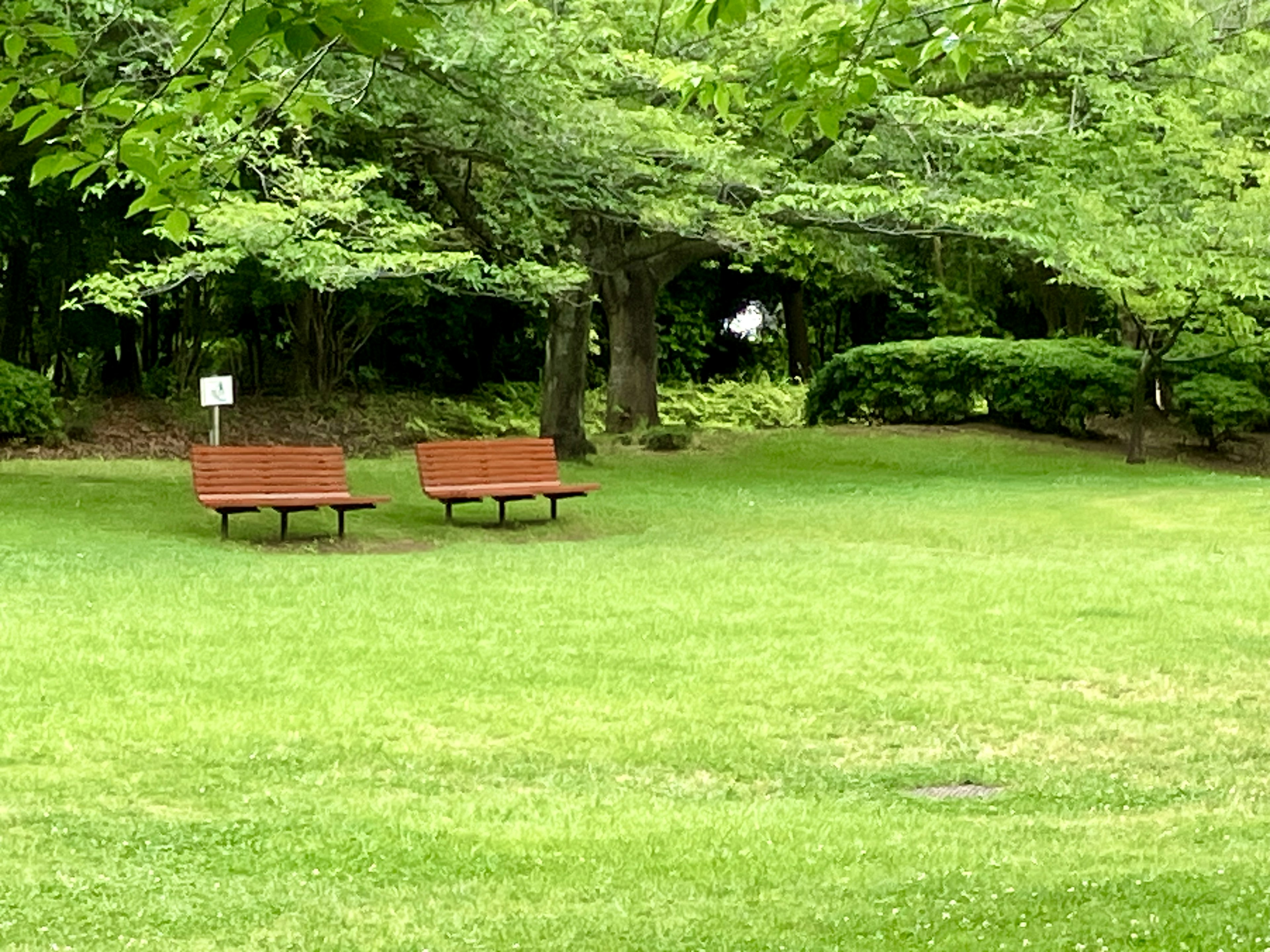 公園の緑の芝生に並ぶ二つのベンチ周辺の風景