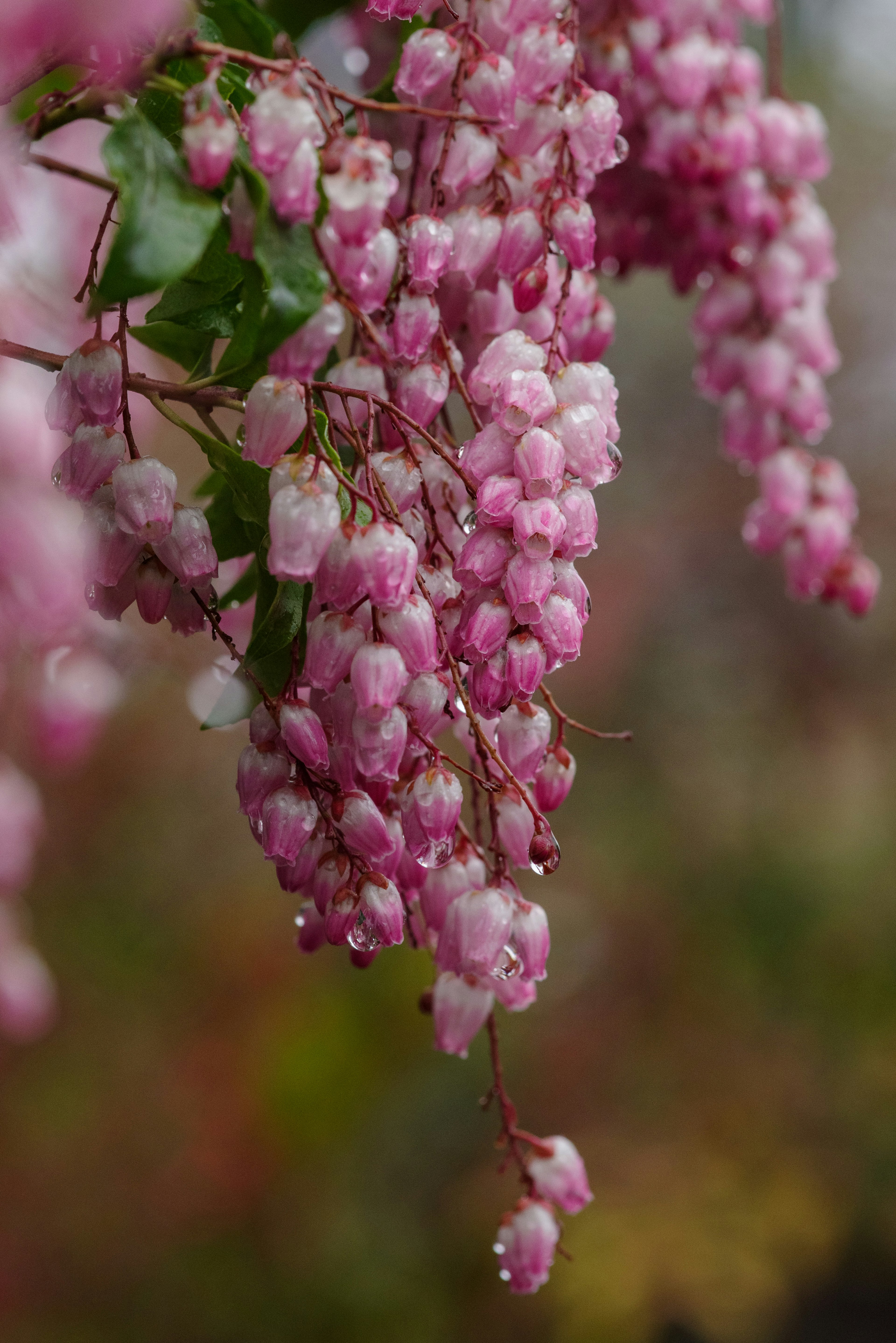 Racimos de pequeñas flores rosas colgando con gracia