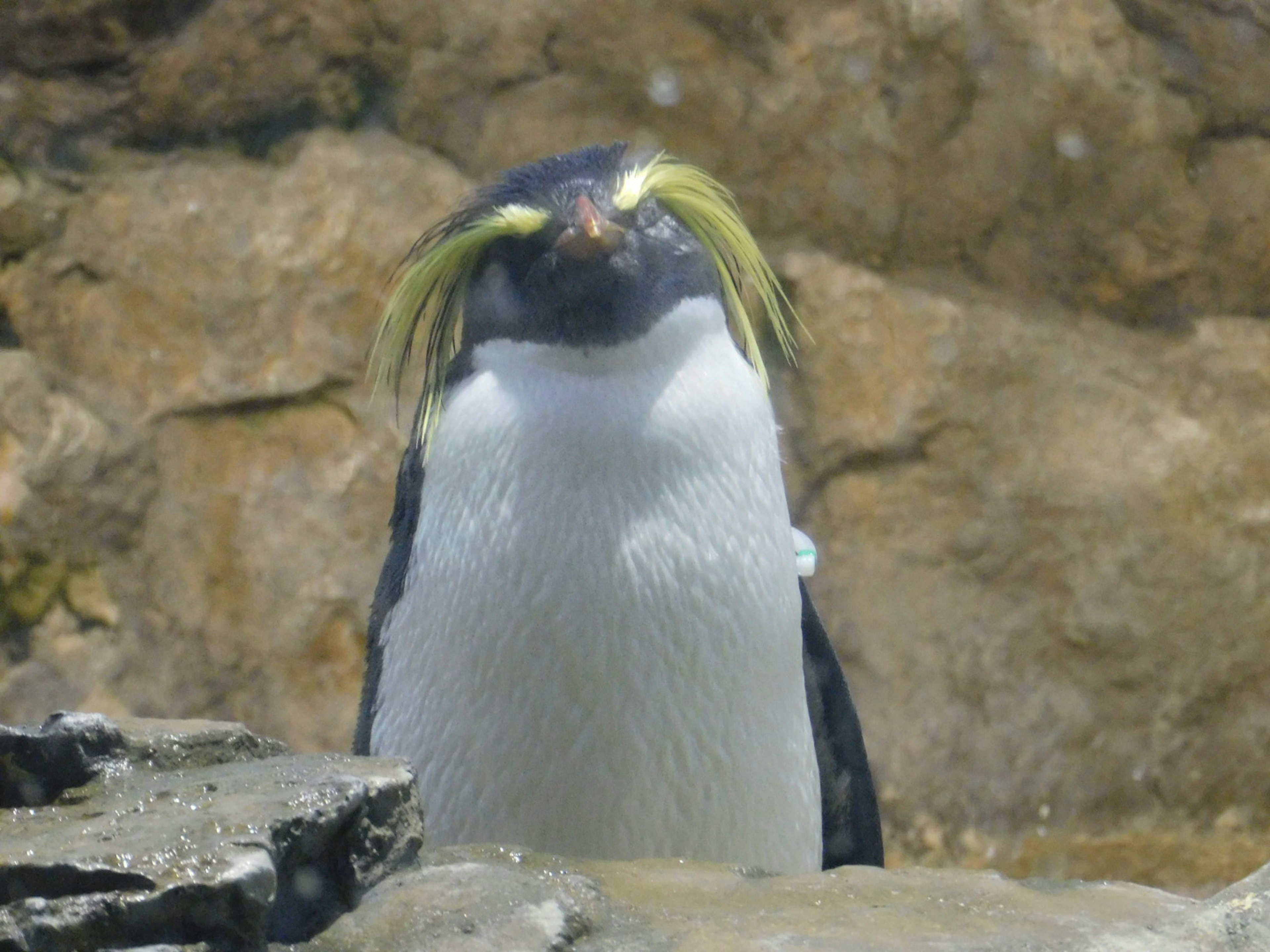 Ein Pinguin mit auffälligen gelben Federn steht vor einem Felsen