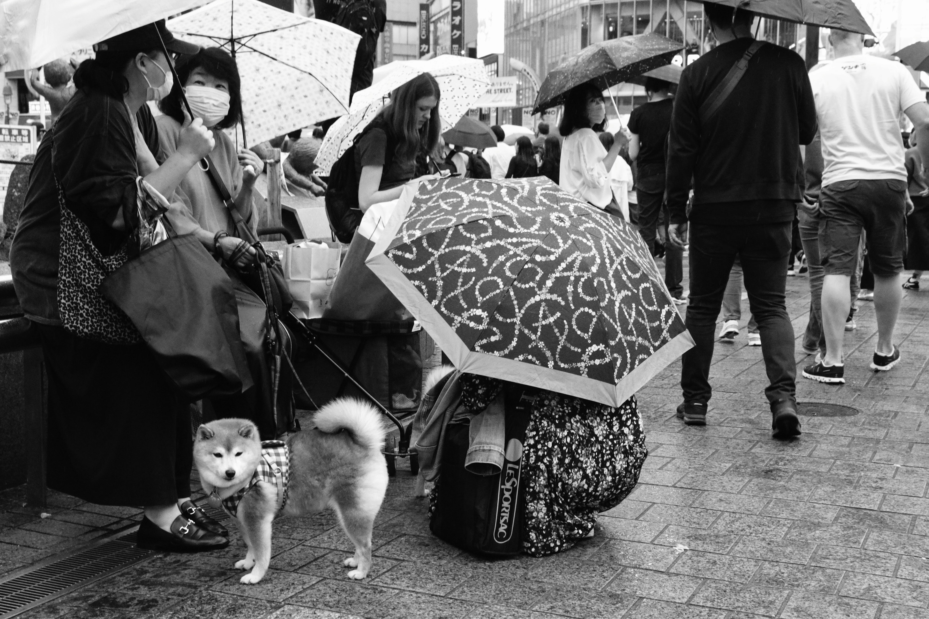 Schwarzweißfoto von Menschen, die unter Regenschirmen mit einem Hund warten